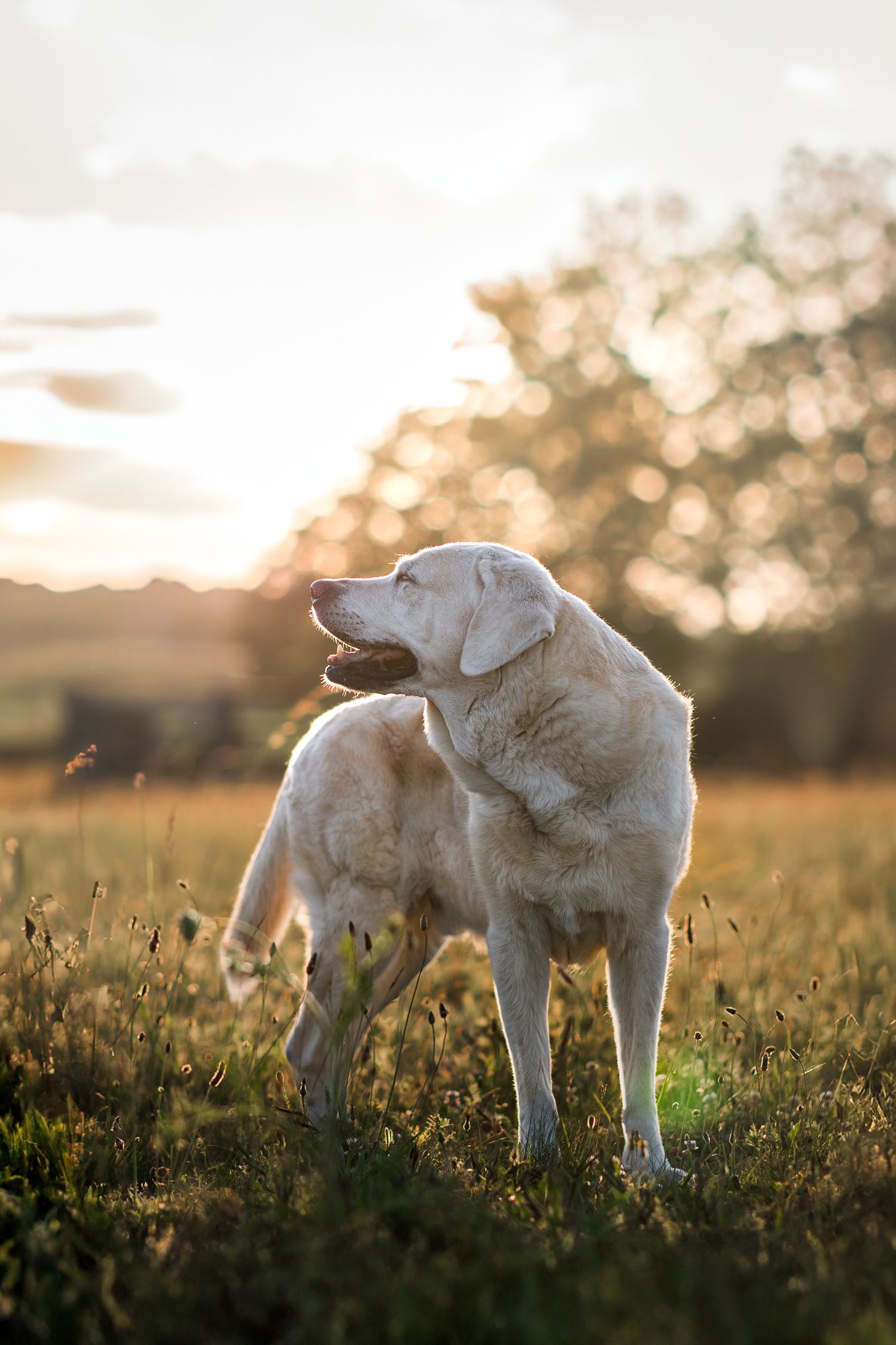 back sunlit photo of my passed on senior dog in norfolk