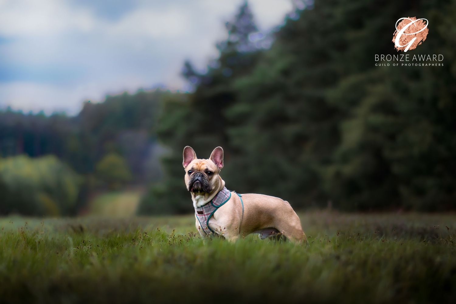award winning pet image from the guild of photographers in thetford forest, french bulldog