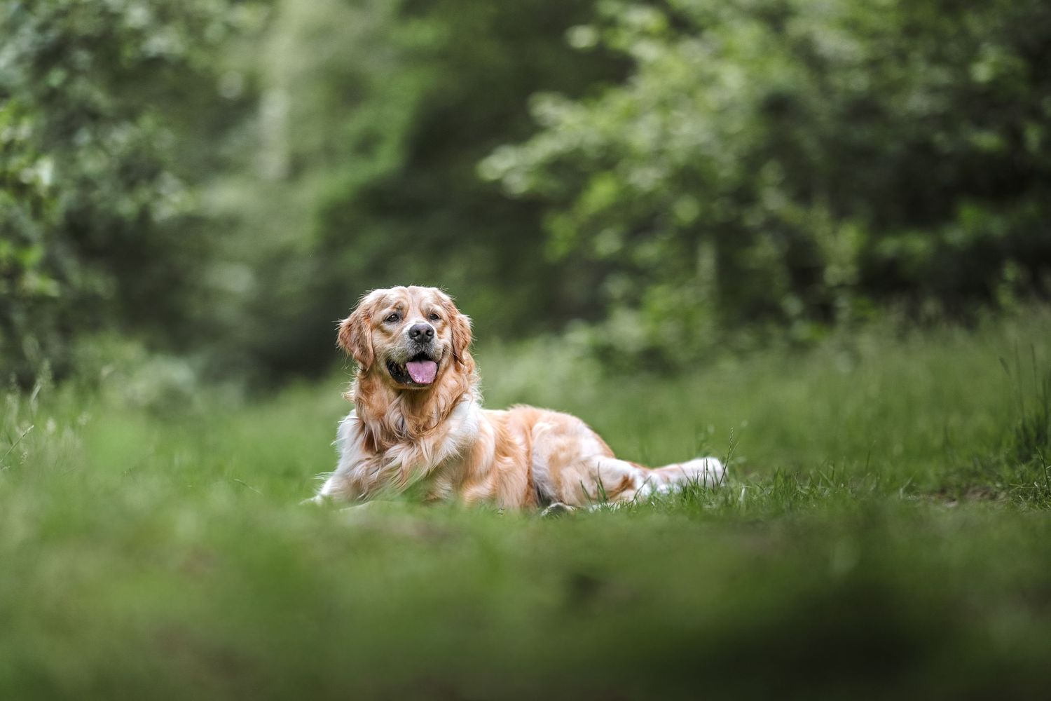 lynford stag thetford norfolk golden retriever