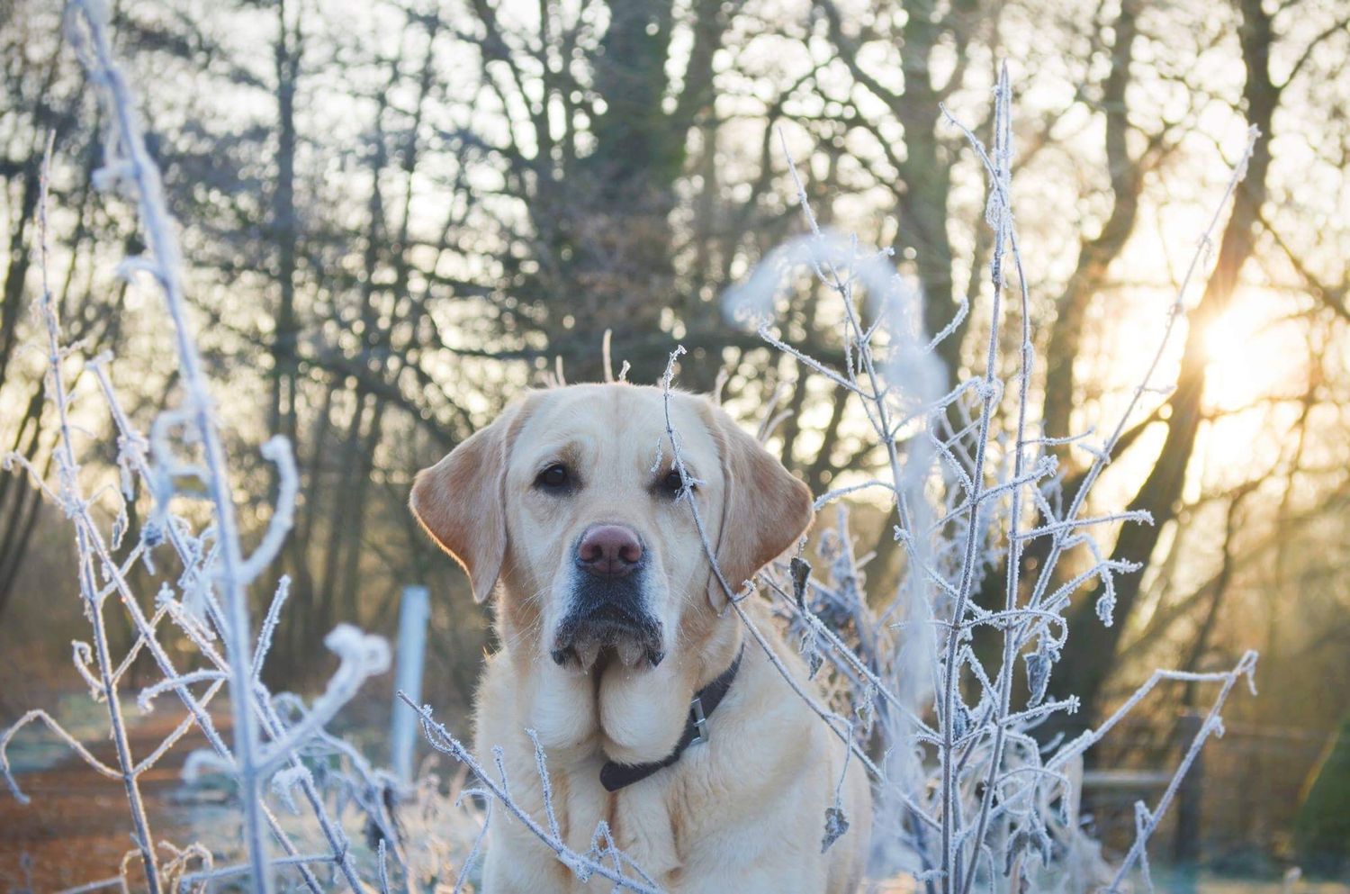 labrador in frosty grass