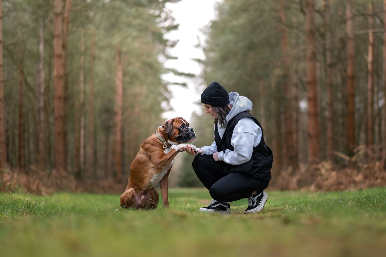 boxer dog and human portait lynford stag norfolk thetford