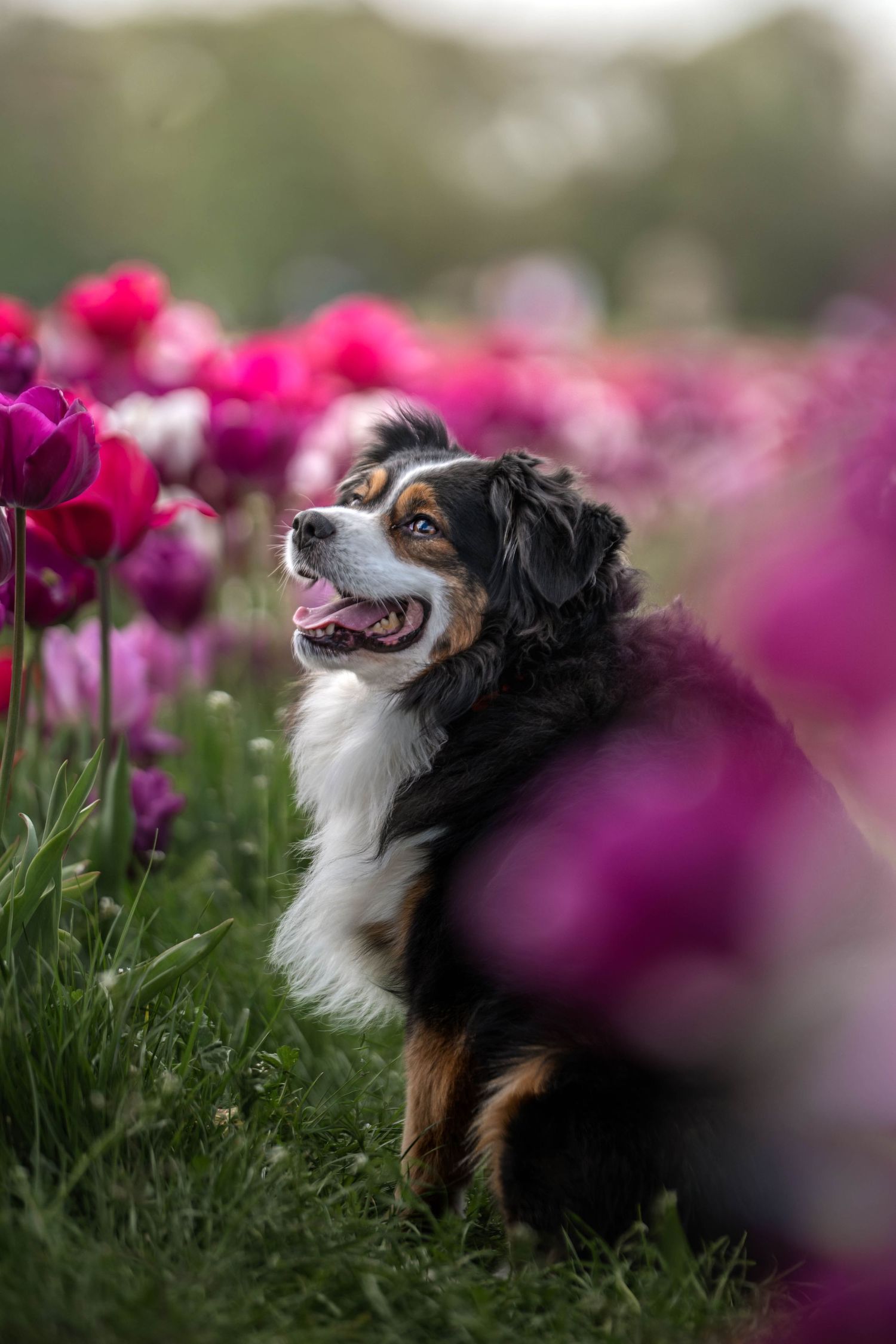 australian shepherd, assuie tulleys tulip fields, hertfordshire