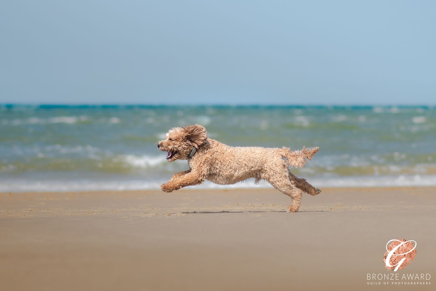 award winning pet image from the guild of photographers cockapoo dog in full sprint on the beach in norfolk