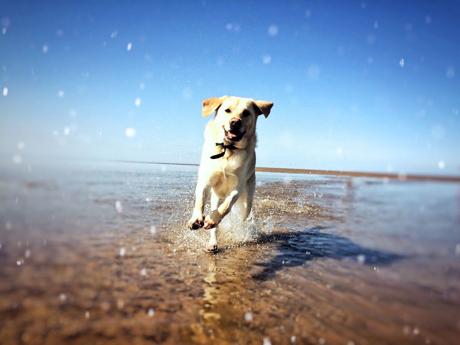 old photo of a labrador splashing in water