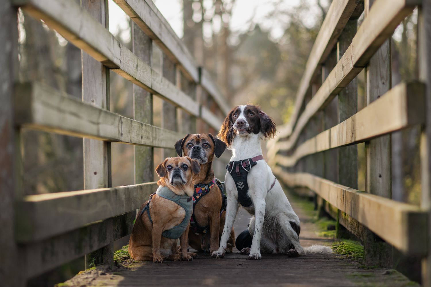 spaniel, pug, rescue mix 3 dog sat on a bridge in santon downham norfolk