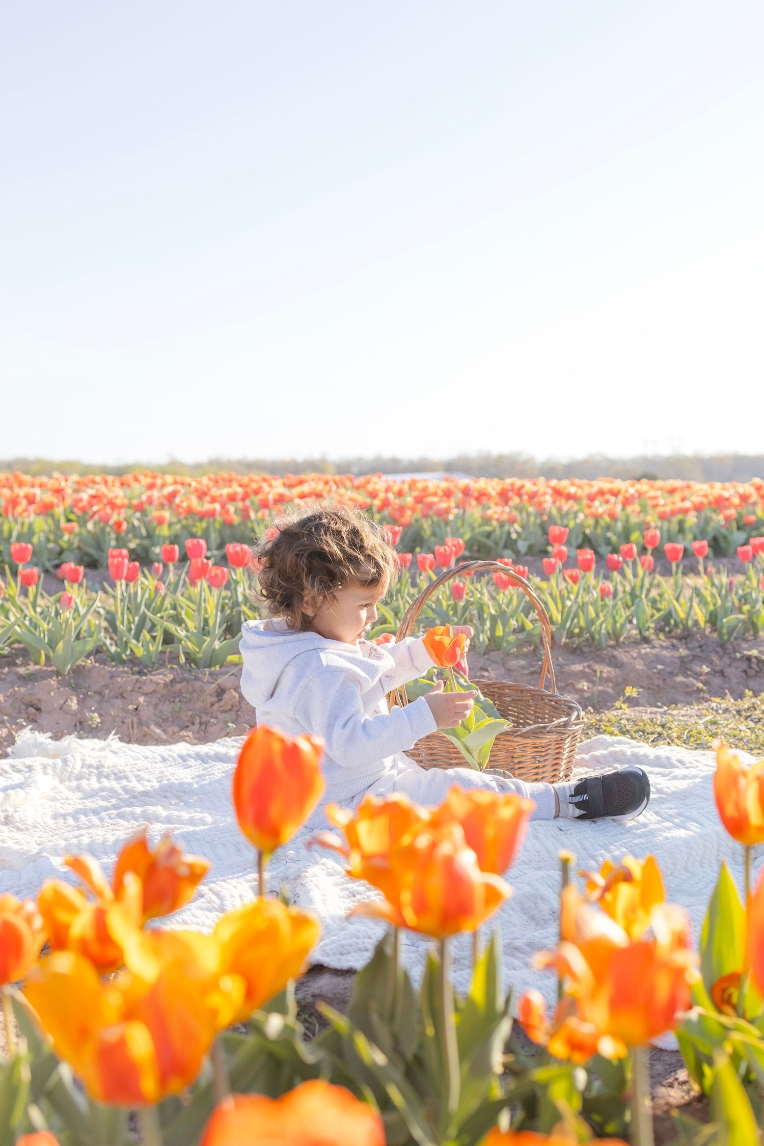 Child sitting in a vibrant tulip field holding a wicker basket, surrounded by orange and red tulips on a sunny day.