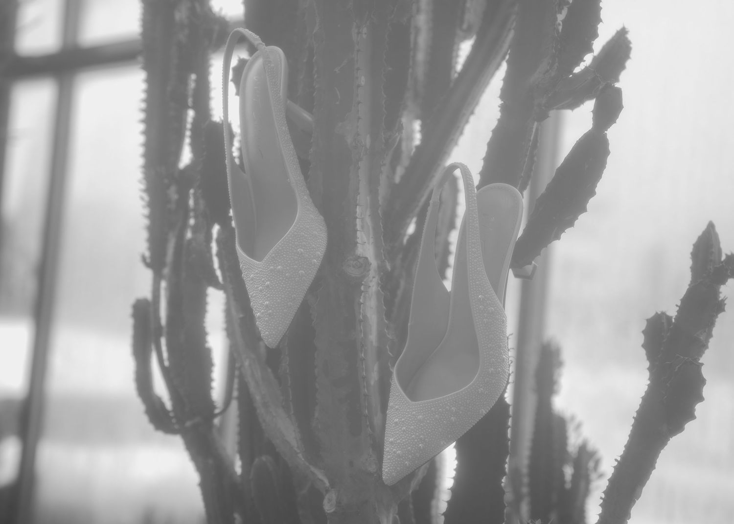 White high-heel mules displayed on a tall cactus in a black and white artistic fashion photography shot.