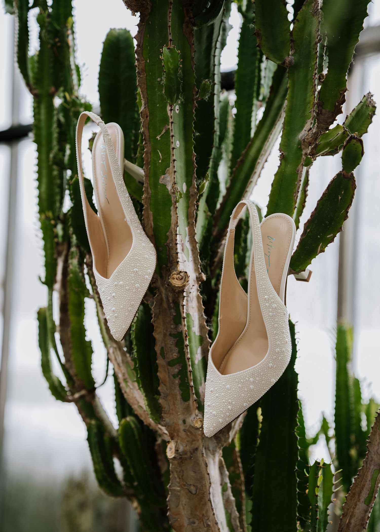White pearl slingback wedding heels hanging on a tall cactus in a greenhouse setting.
