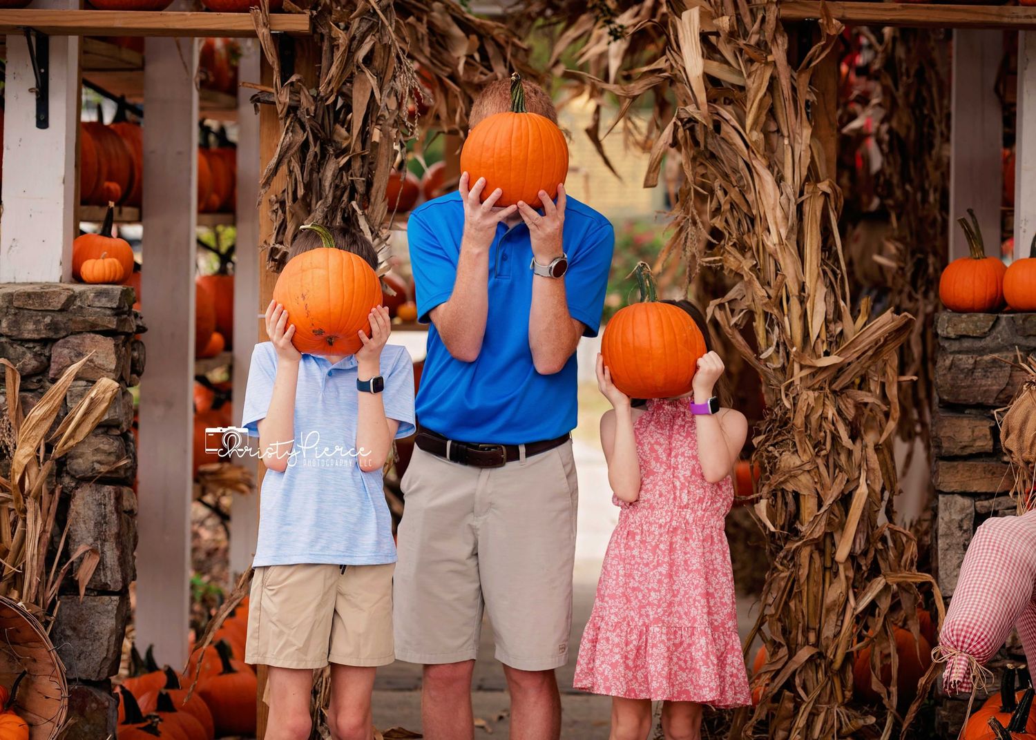 A row of orange pumpkins sits on display against dried corn stalks at an autumn harvest festival.