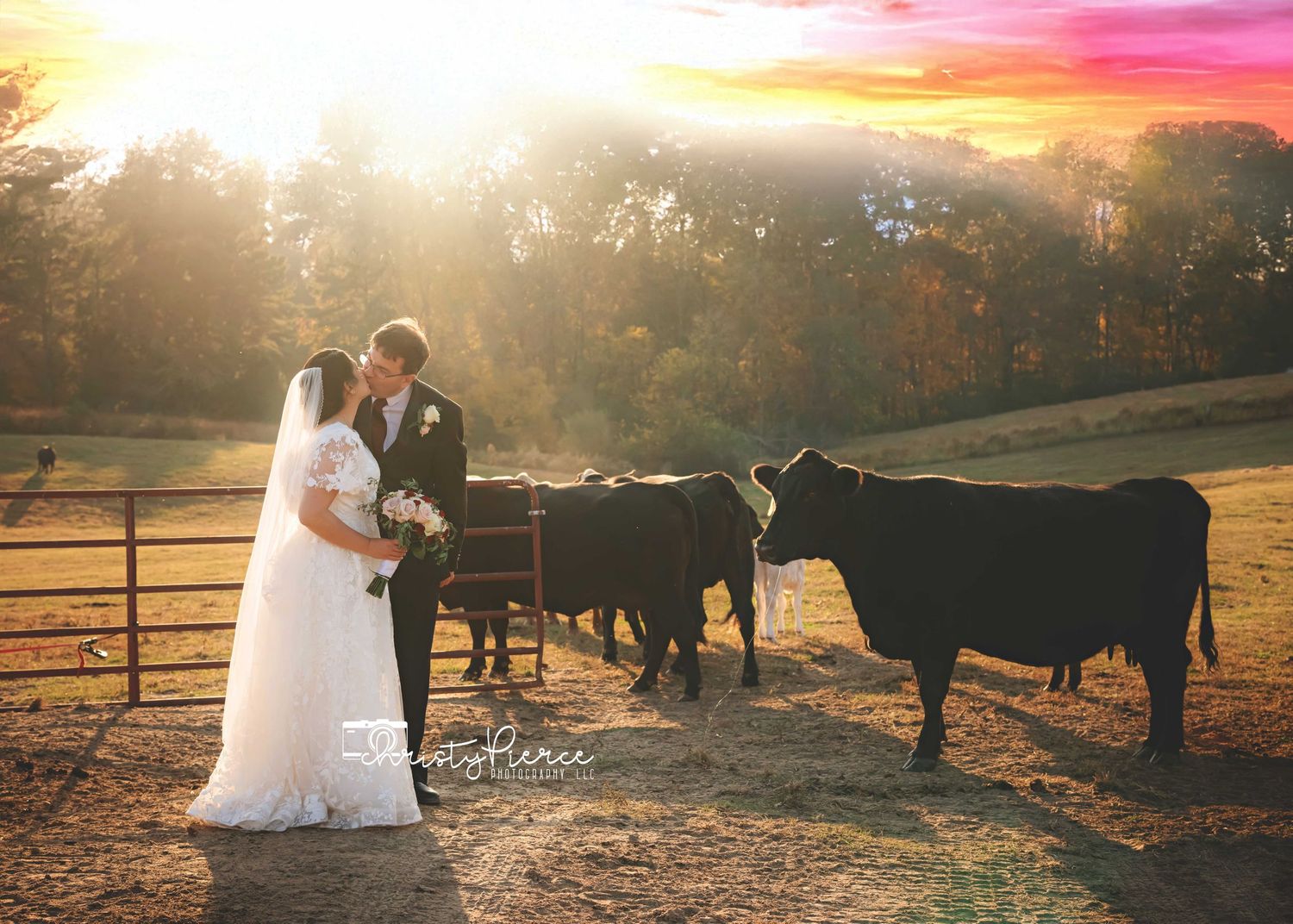 A romantic sunset wedding photoshoot in a rustic farm setting with cattle grazing in the background.