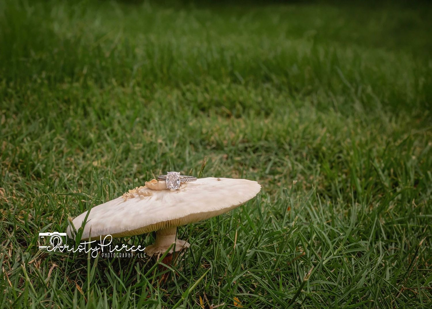 A series of eight connected photographs showing mushrooms growing in green grass at different angles and perspectives.