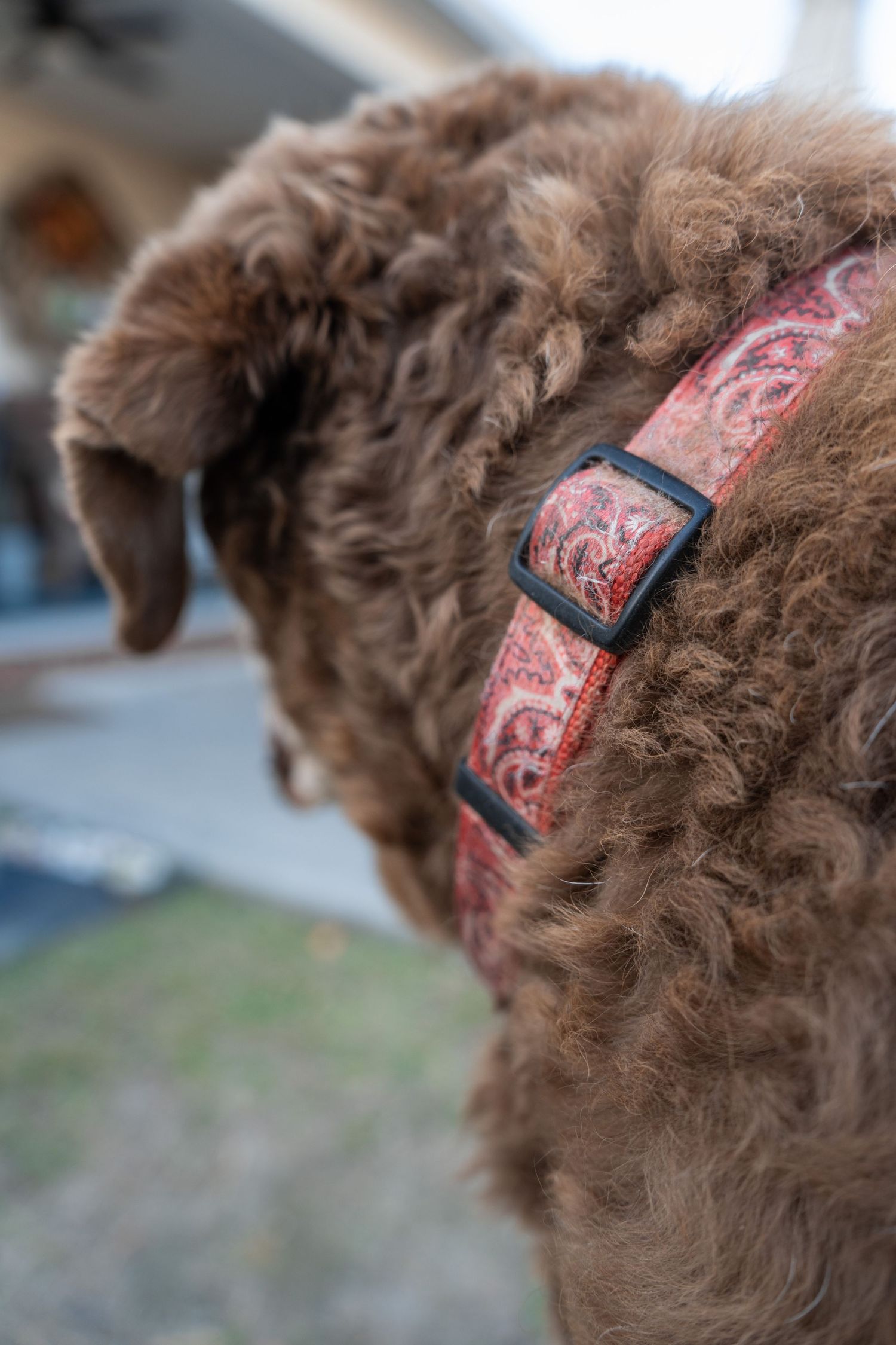Close-up sequence of a brown curly-haired dog wearing a pink patterned collar looking to the side.