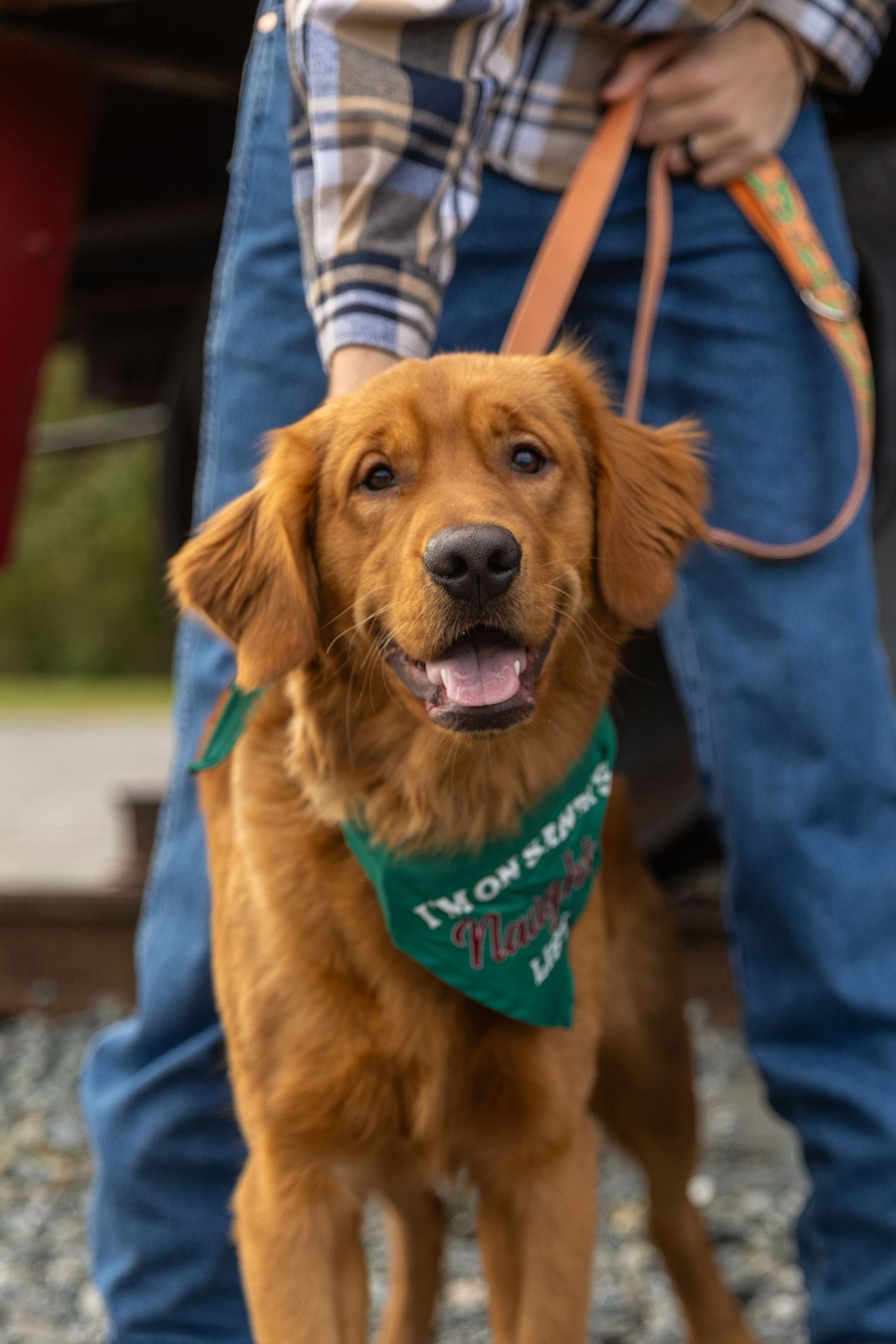 Golden retriever wearing green bandana on orange leash poses in sequence of five similar photos outdoors.