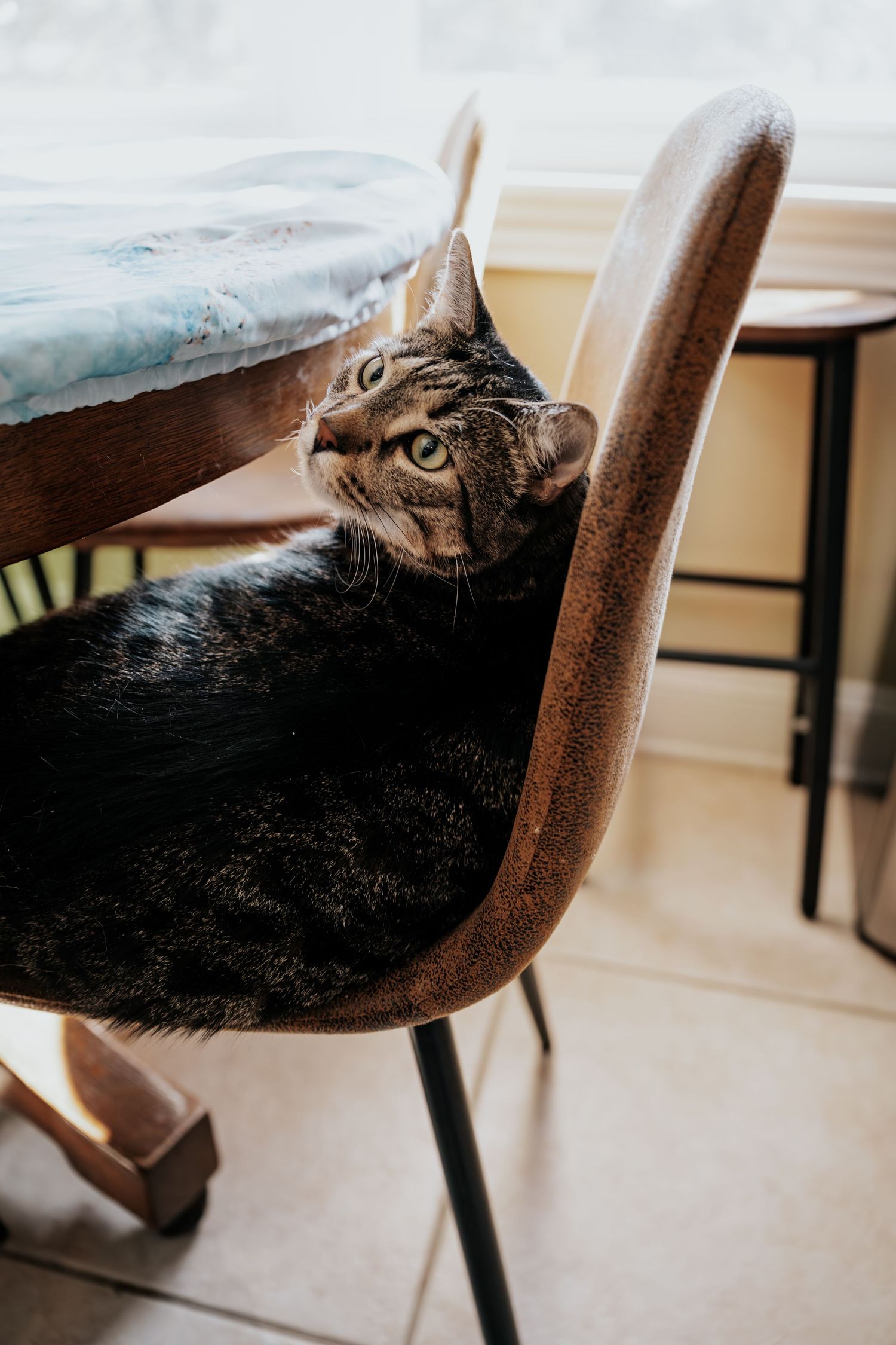 Black cat peeks out from behind a brown wooden dining chair in a series of playful poses.