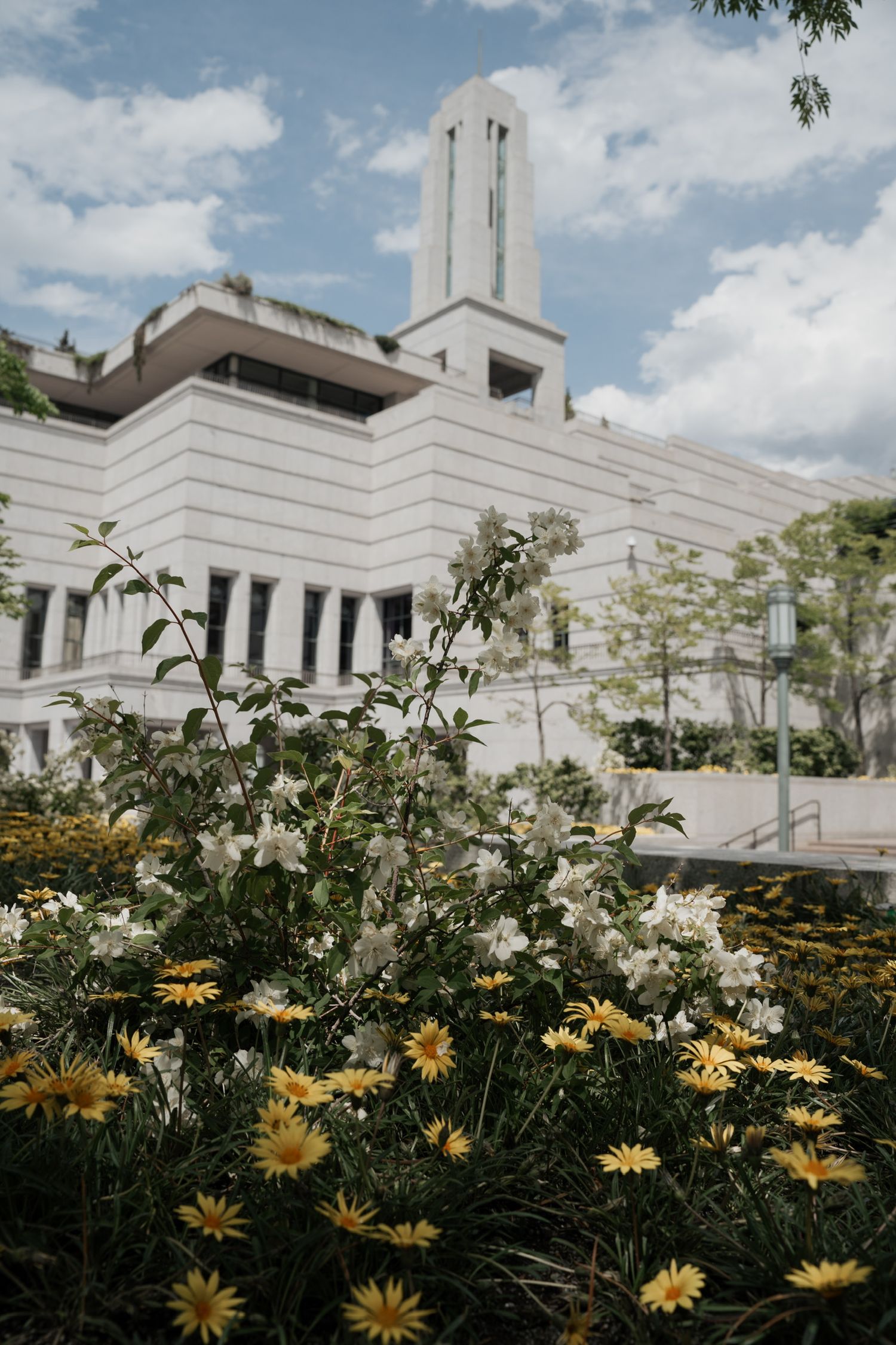 White Mormon temple rises behind yellow daisies and garden flowers against a bright blue summer sky.