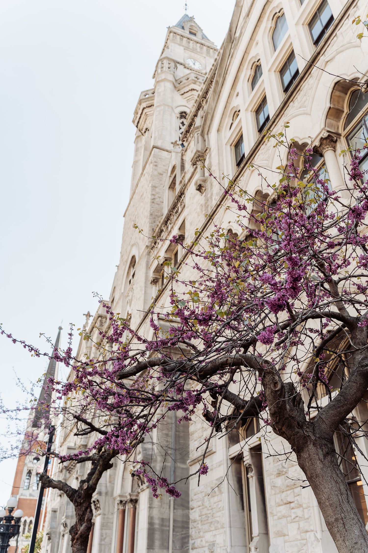 Gothic church facade with blooming purple cherry blossom trees along its stone exterior in spring.