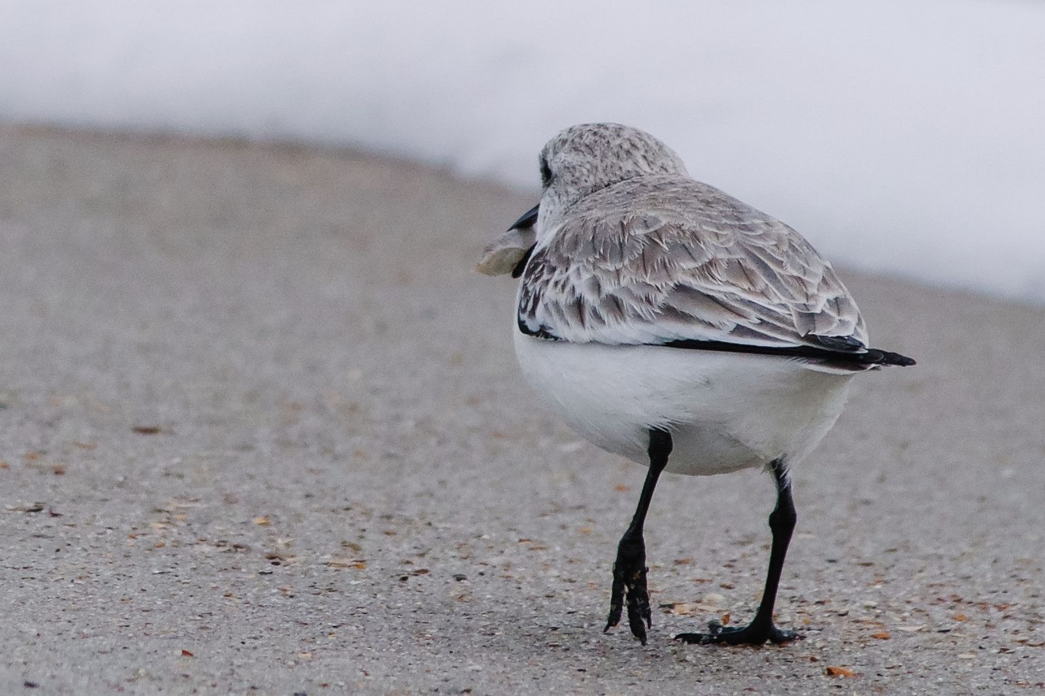 A small sandpiper shorebird stands on a sandy beach with grey and white feathers and black legs.