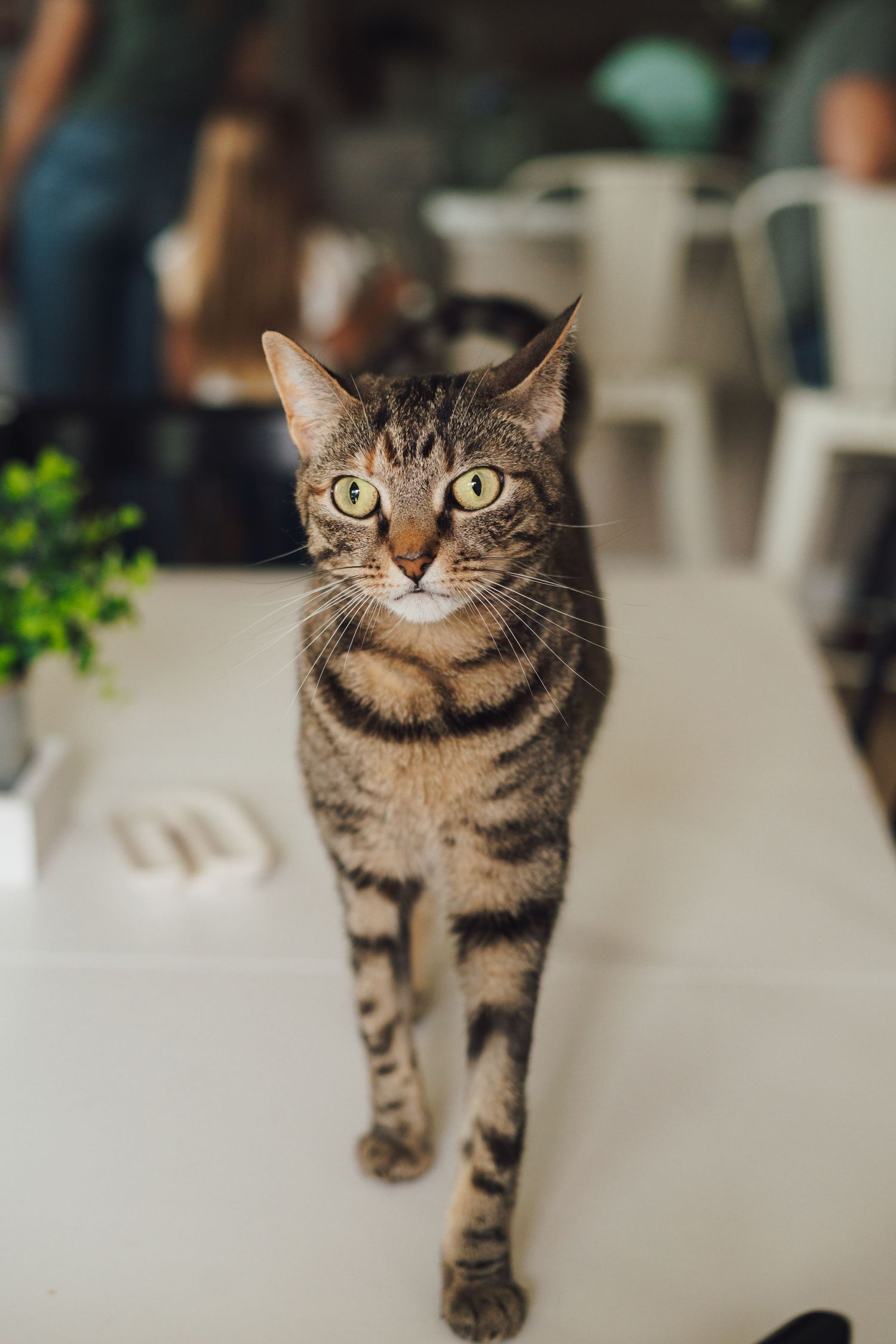 A series of photos showing a curious tabby cat walking and exploring on a light-colored surface.