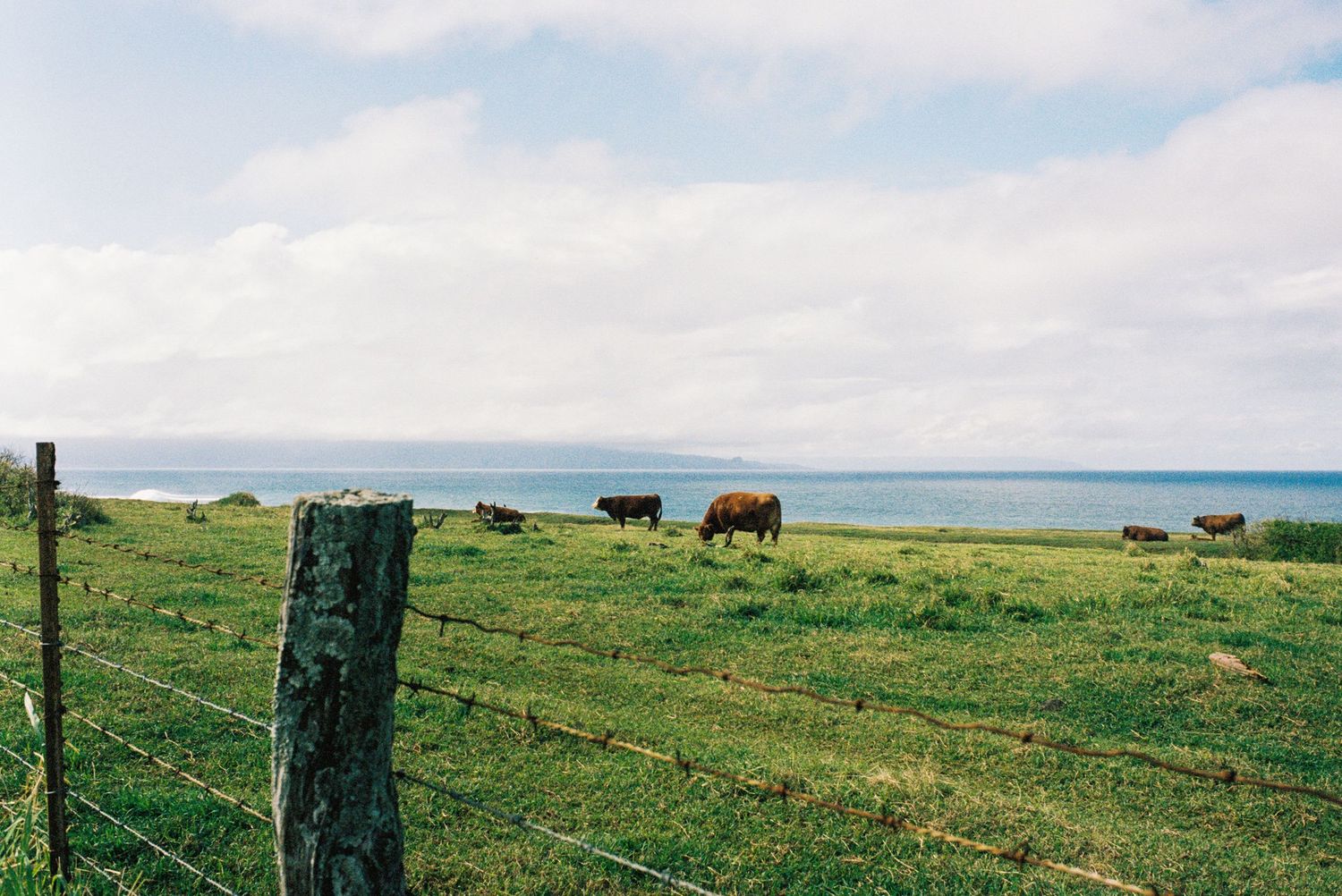 Cows grazing on coastal grassland with ocean views and wooden fence posts.