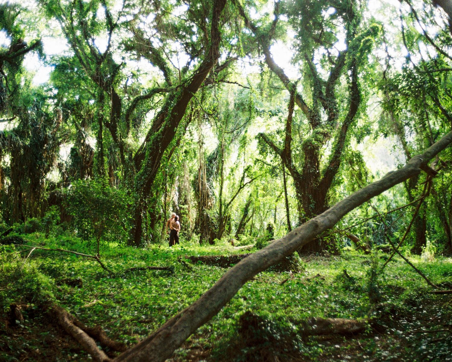 Lush mossy forest with fallen logs and dense green vegetation in ethereal natural lighting.