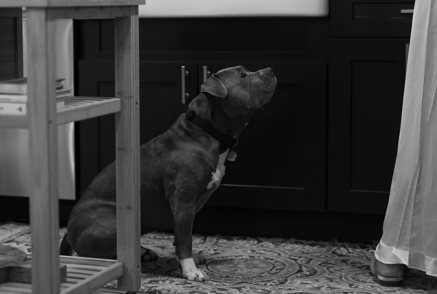 Black and white photo of a pitbull begging for food from wedding bride