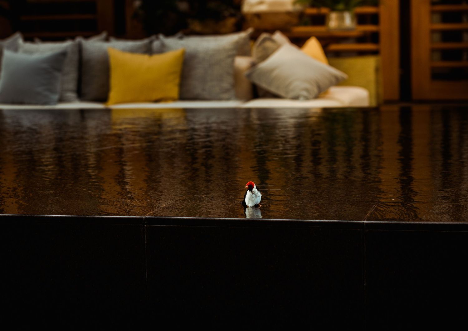 A small white bird perches on a dark reflective surface near an elegant outdoor lounge with colorful cushions.