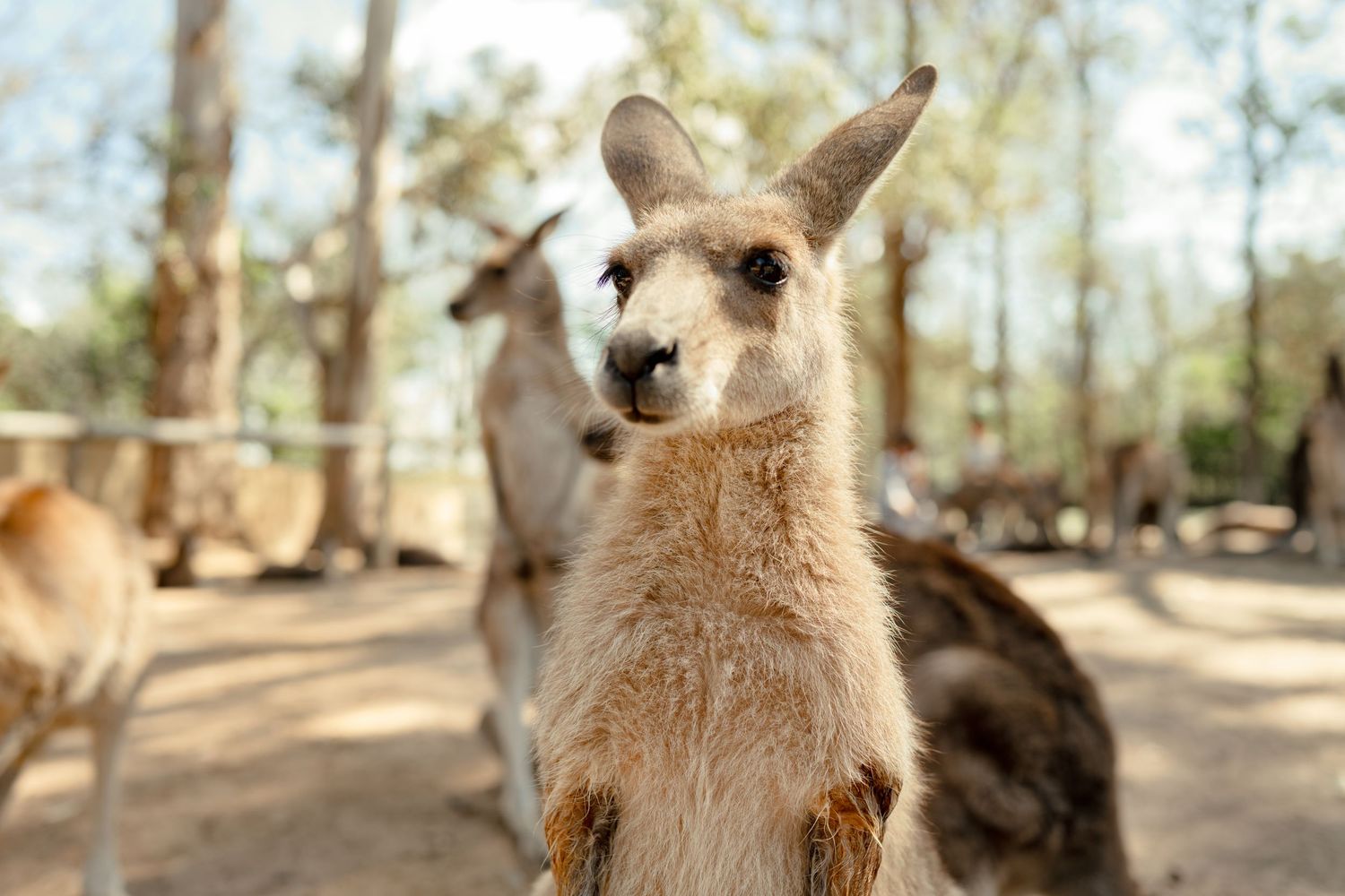 A curious young kangaroo stands upright in a sunny outdoor enclosure surrounded by trees.