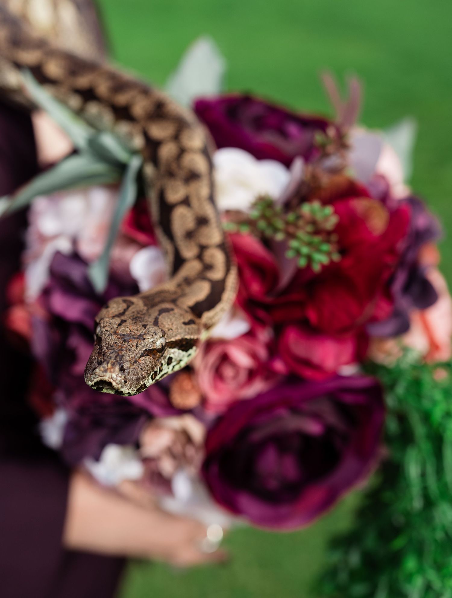 A ball python snake coiled among a lush bridal bouquet of deep red and purple roses and succulents.