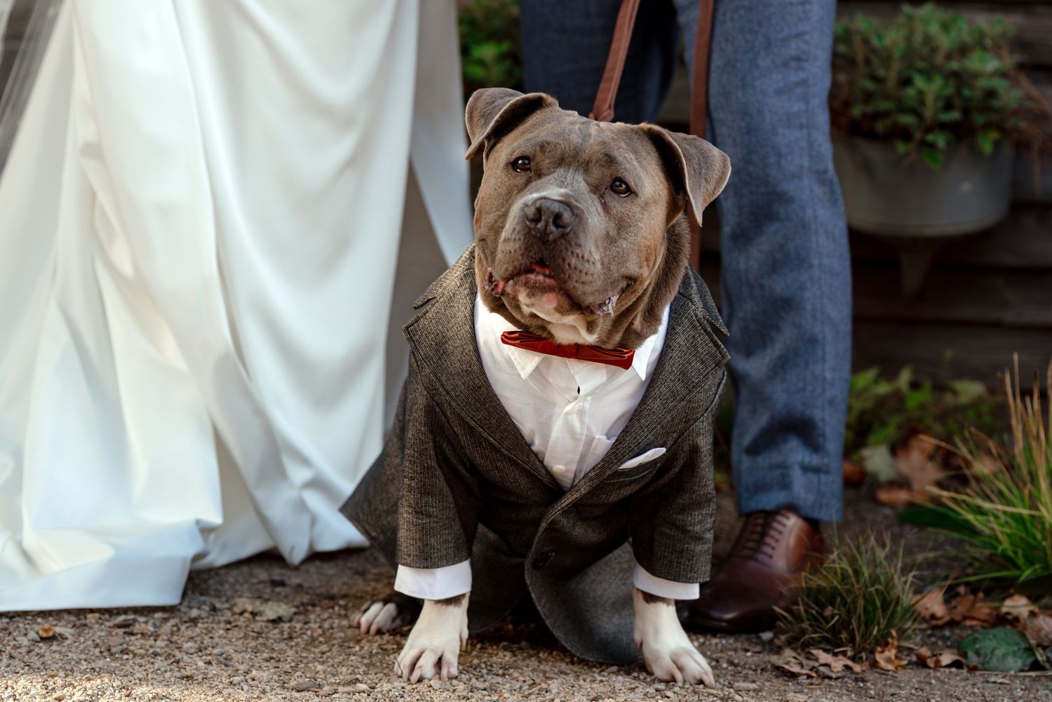A pit bull dog dressed in a dapper brown suit with red bow tie poses at a wedding ceremony.