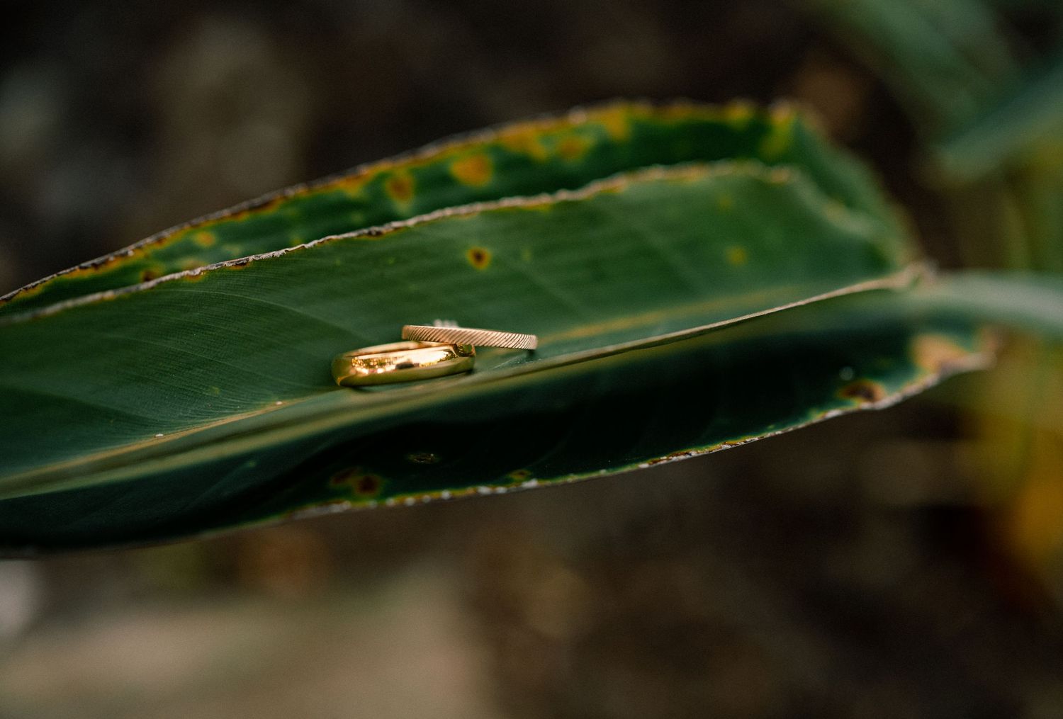 Close-up of a green leaf with yellow spots and a small insect resting on its surface.