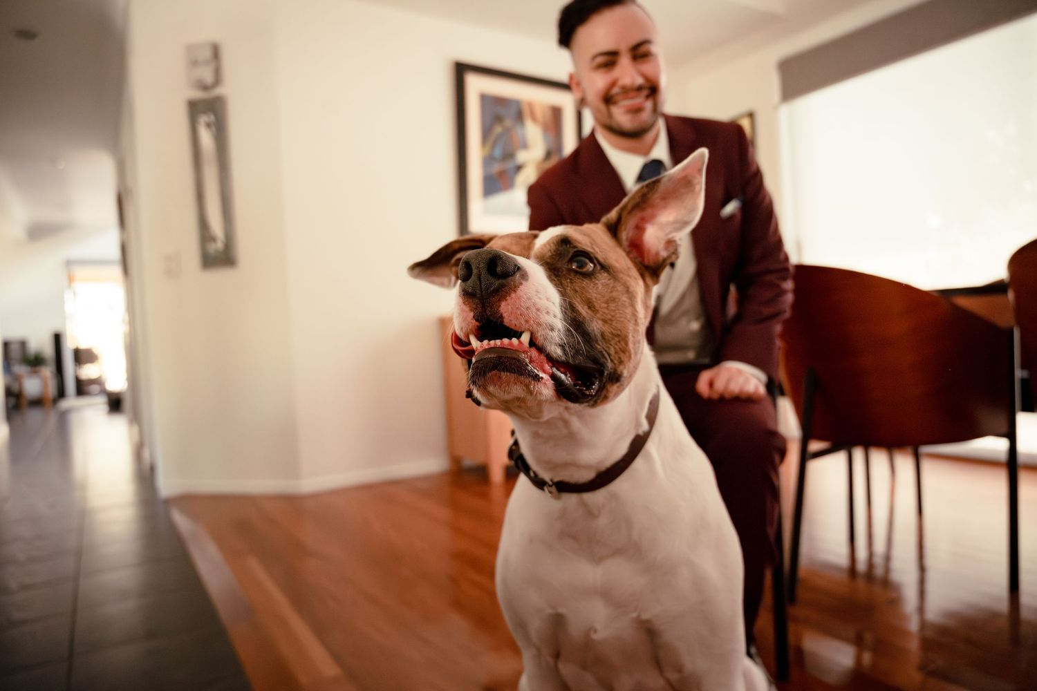 A happy Bull Terrier dog stands indoors while a smiling man in a burgundy suit sits in the background.