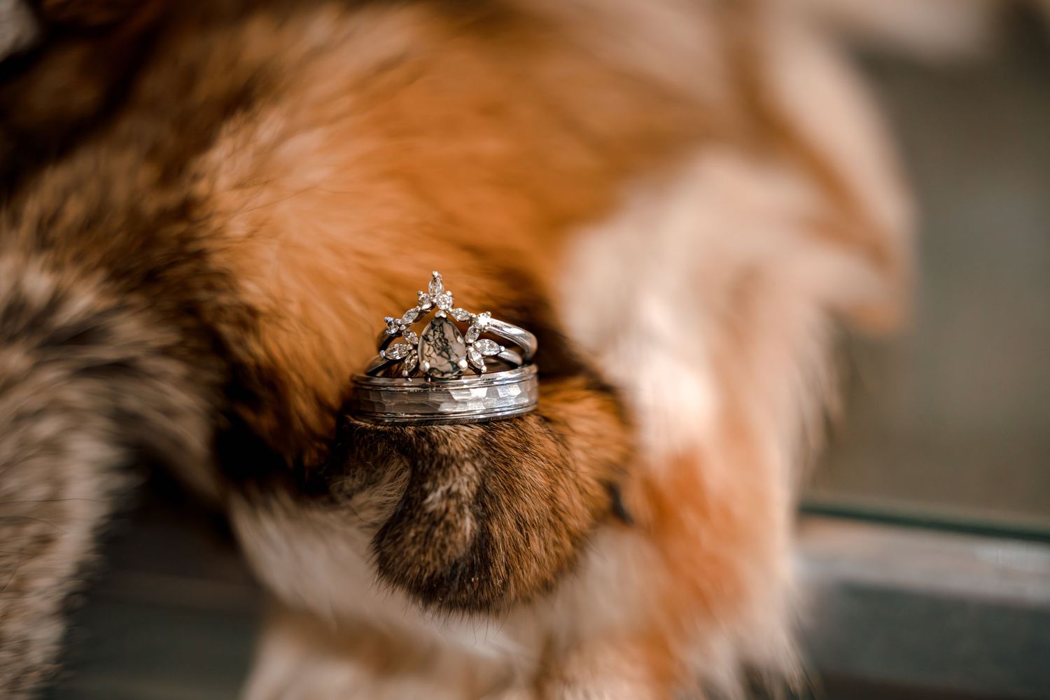 Close-up of elegant wedding rings resting on a dog's fur, symbolizing love and commitment.