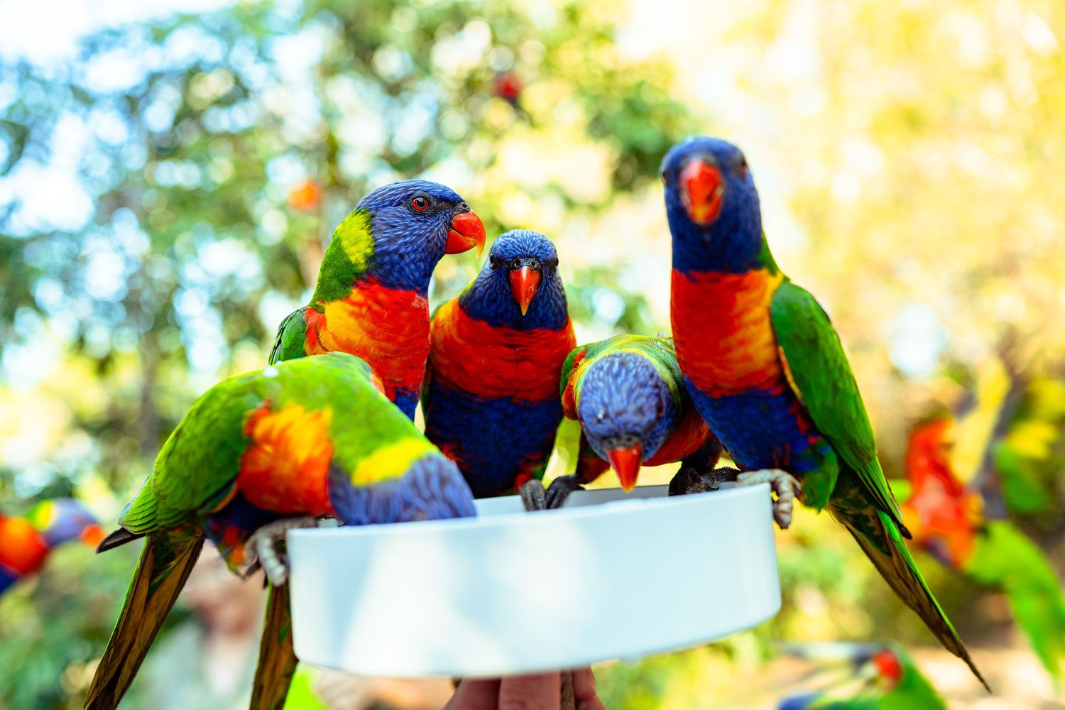 Colorful rainbow lorikeets perched around a white feeding bowl outdoors, showcasing vibrant red, blue, and green plumage.