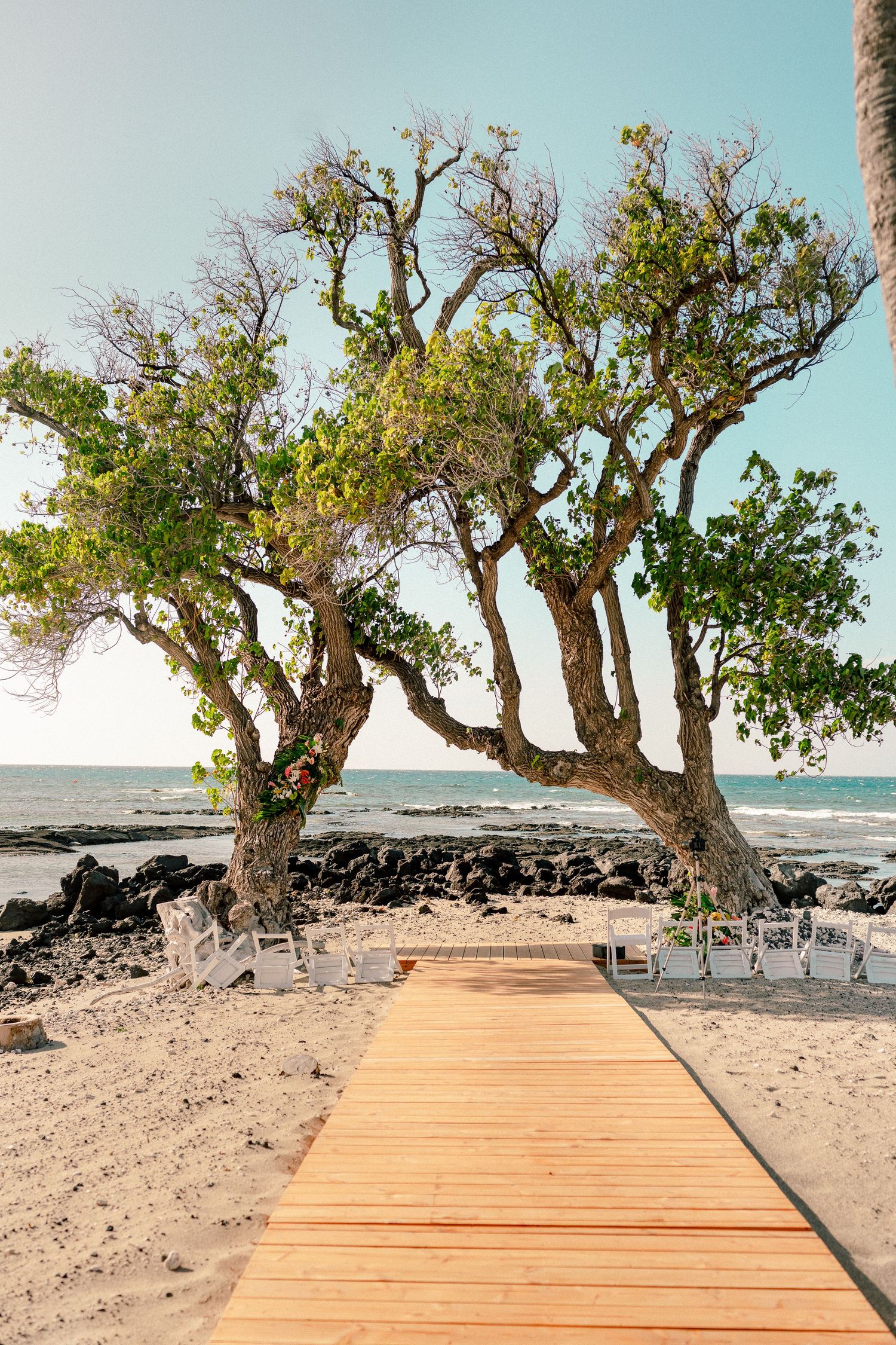 Wooden boardwalk leading to a serene beach with gnarled trees, rocky shore, and calm ocean under a clear sky.