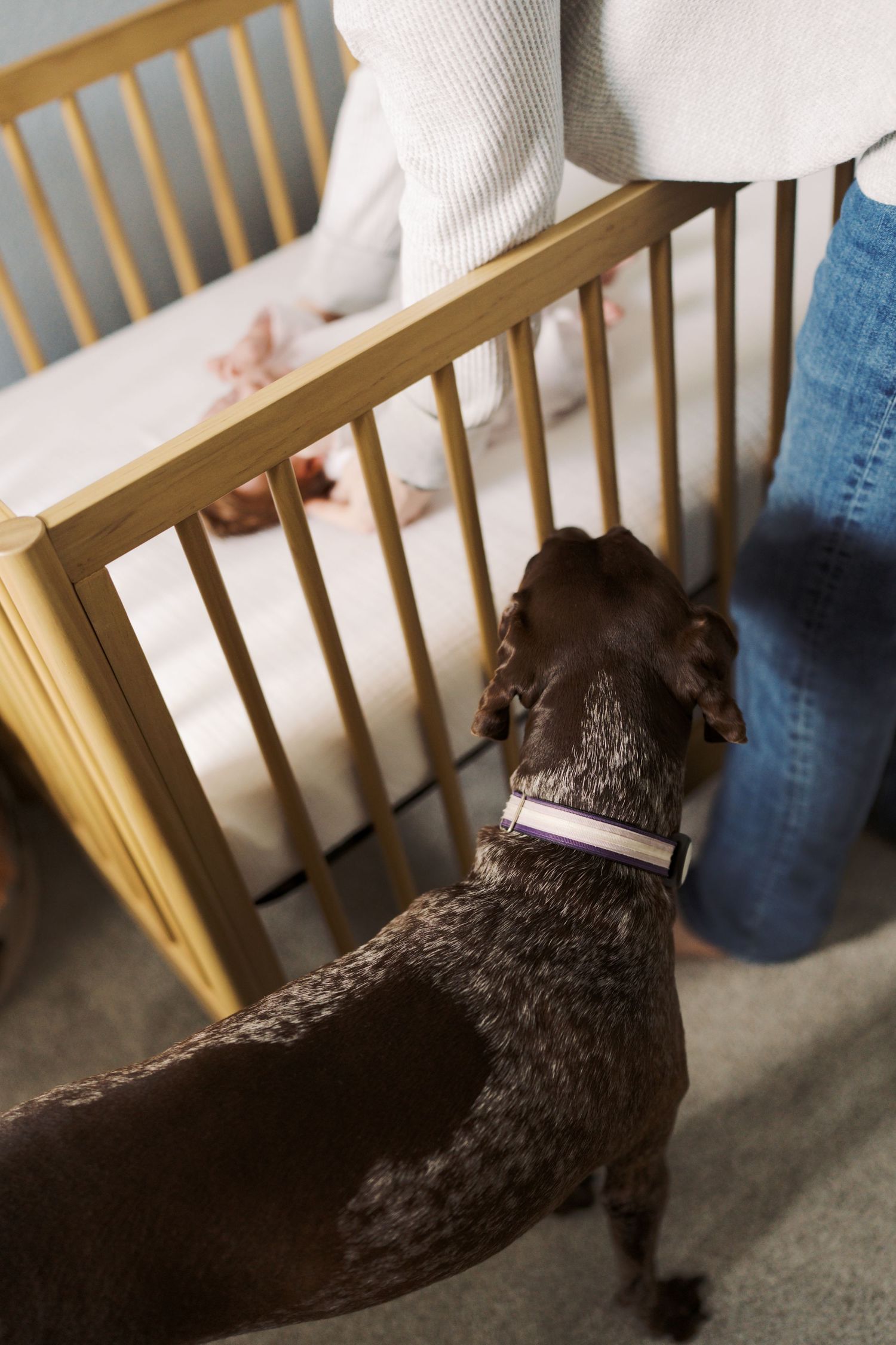 A small black dog stands next to a wooden crib in a home setting.