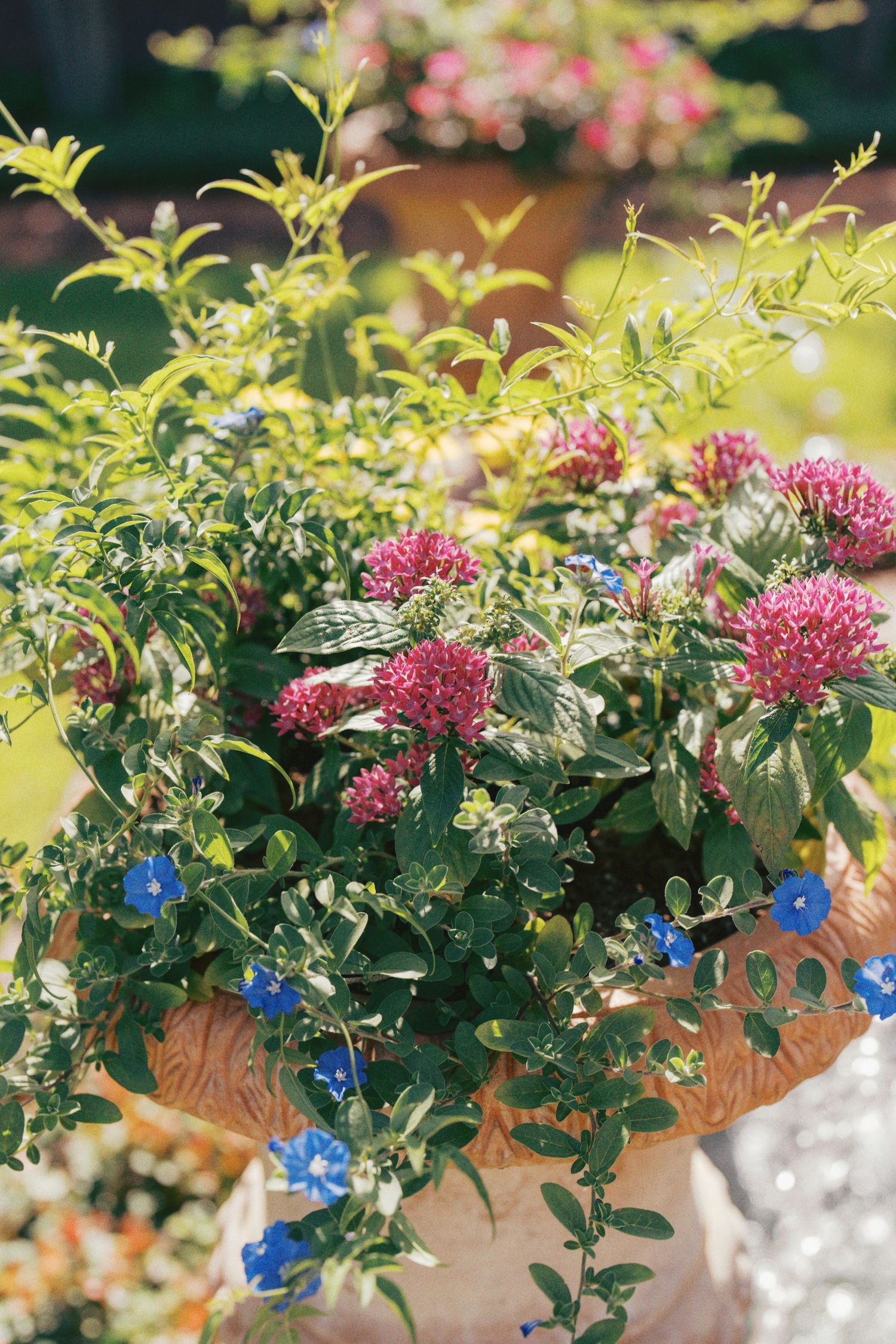 Terra cotta urn planter with pink pentas and blue morning glory flowers in a sunny garden setting.