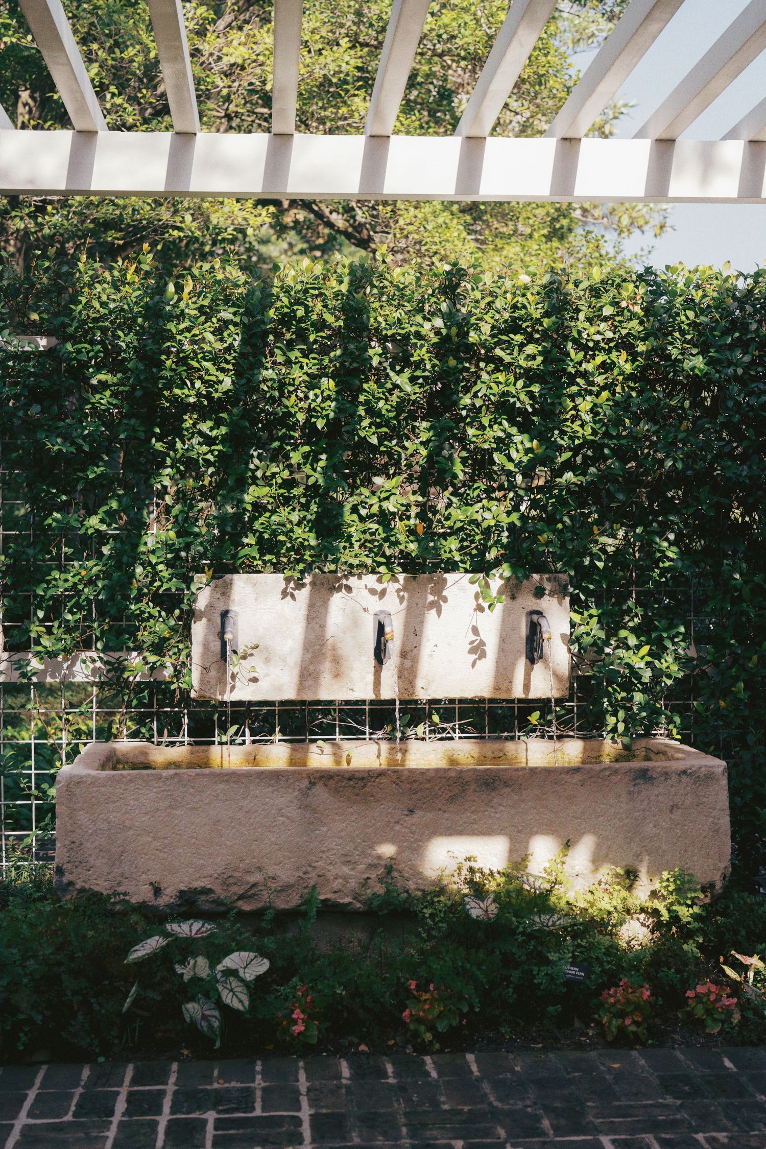 Outdoor wall fountain with stone basin and spigots, framed by white pergola and lush green ivy hedge in a garden.