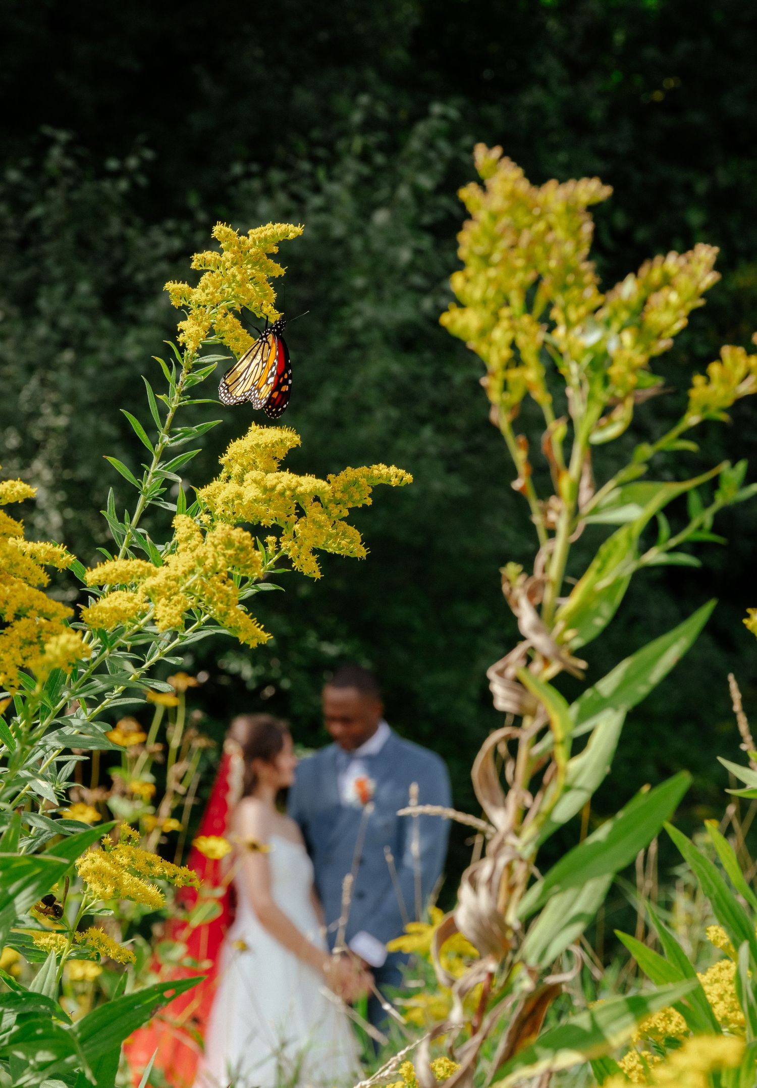 Monarch butterfly on yellow goldenrod flowers with blurred wedding couple holding hands in lush garden background.