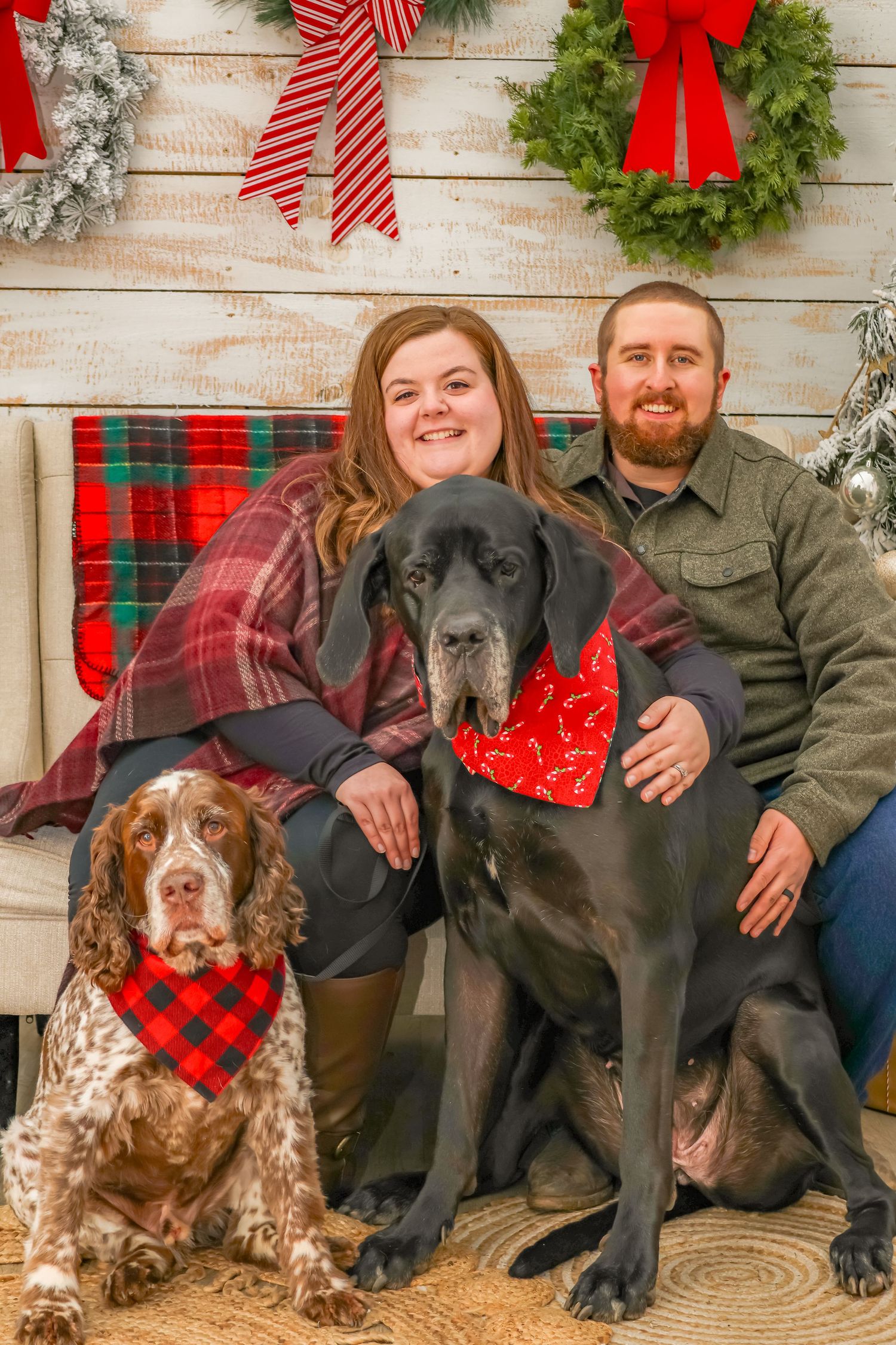 Holiday portrait with two dogs wearing festive bandanas against wooden wall with Christmas decorations.