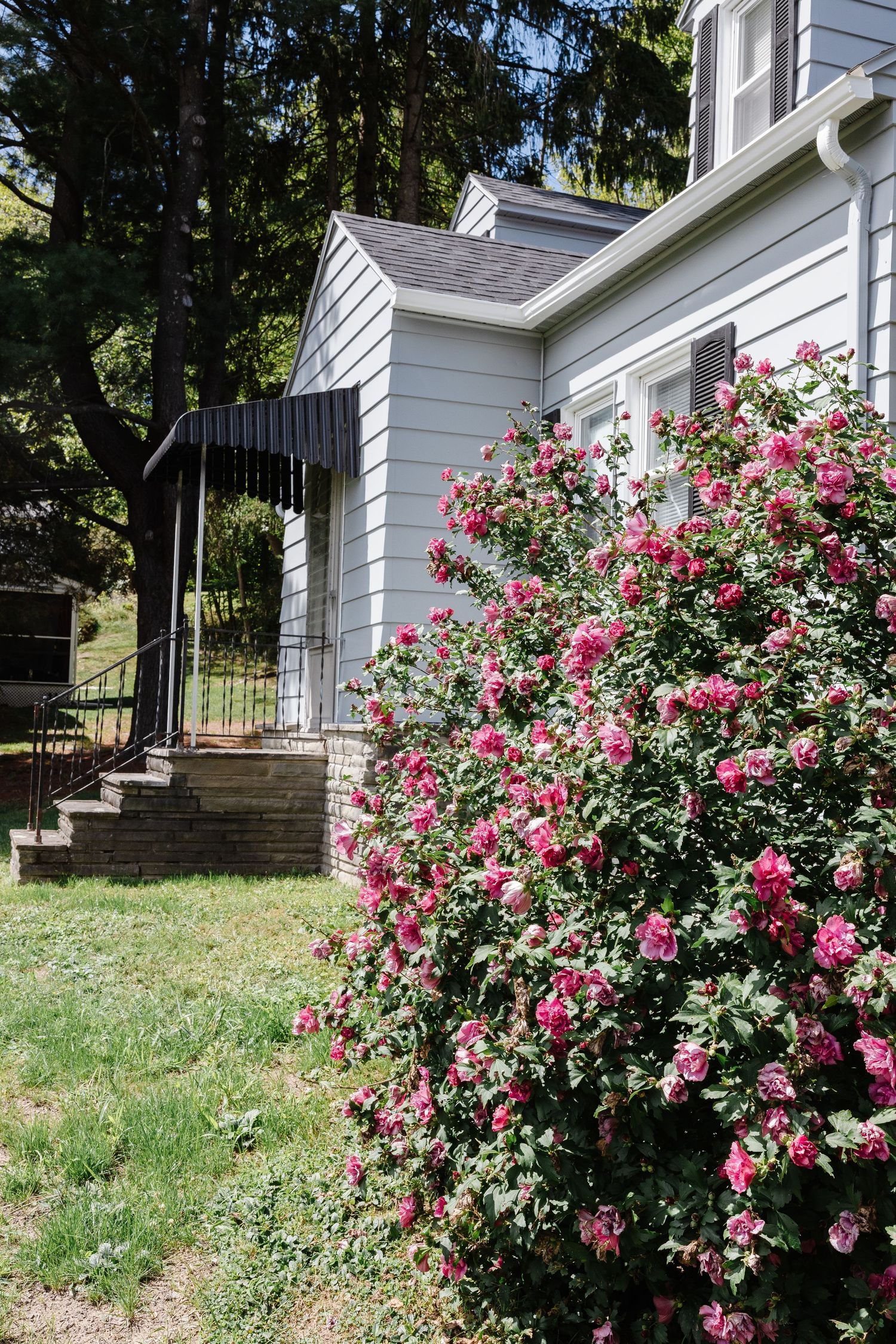 Vibrant pink rose bushes blooming against a white house exterior with a grassy yard and stone steps.