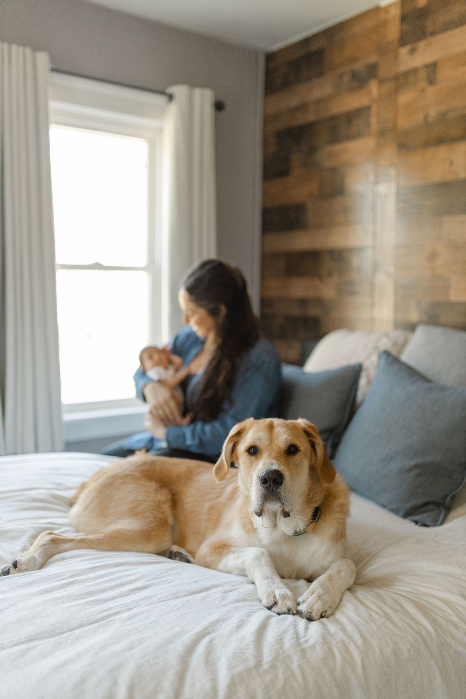 A brown dog rests on a white bed with wooden plank walls in a cozy bedroom setting.