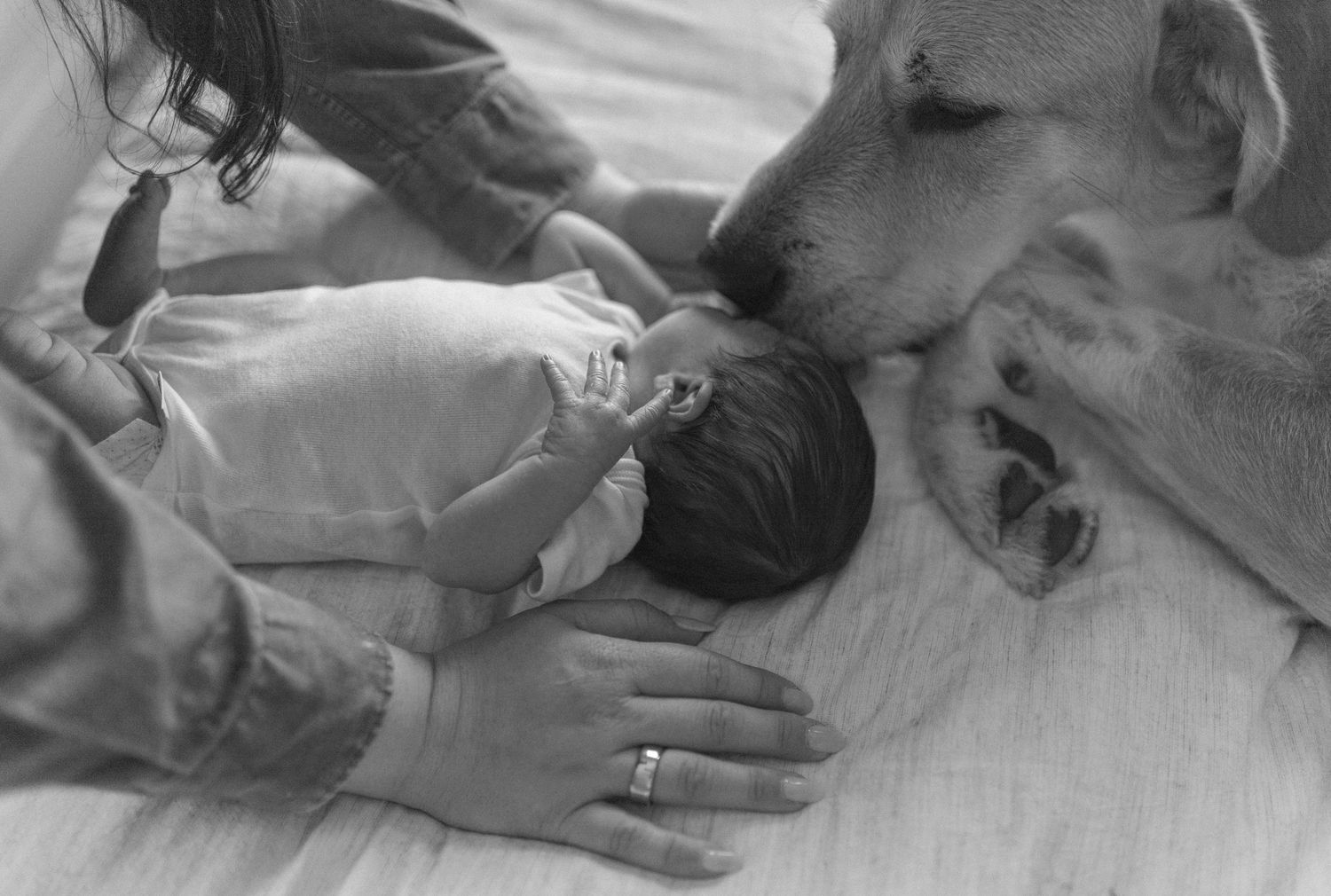 A gentle dog watches over a sleeping baby while someone's hand rests protectively nearby in this black and white image.