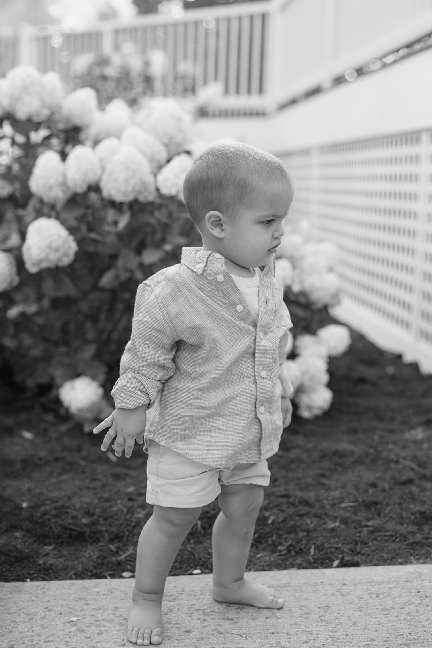 A small child in a light colored outfit stands barefoot near white hydrangea bushes and a white picket fence.