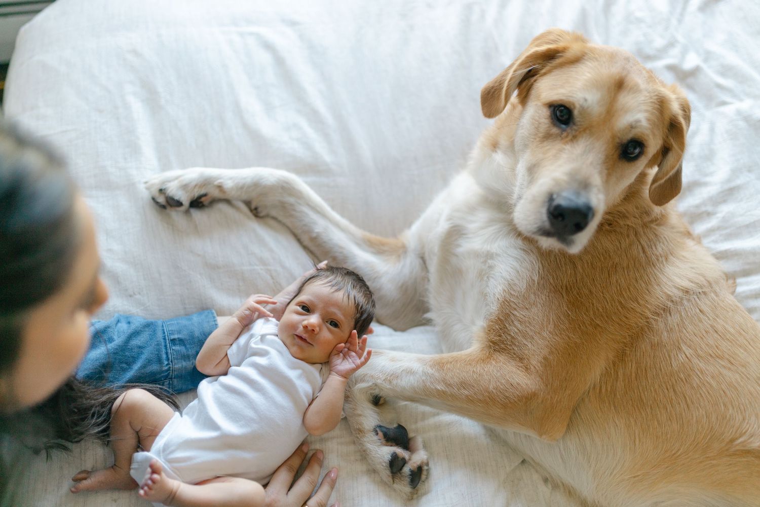 A gentle dog lies beside a newborn baby on a white bed while someone looks on.