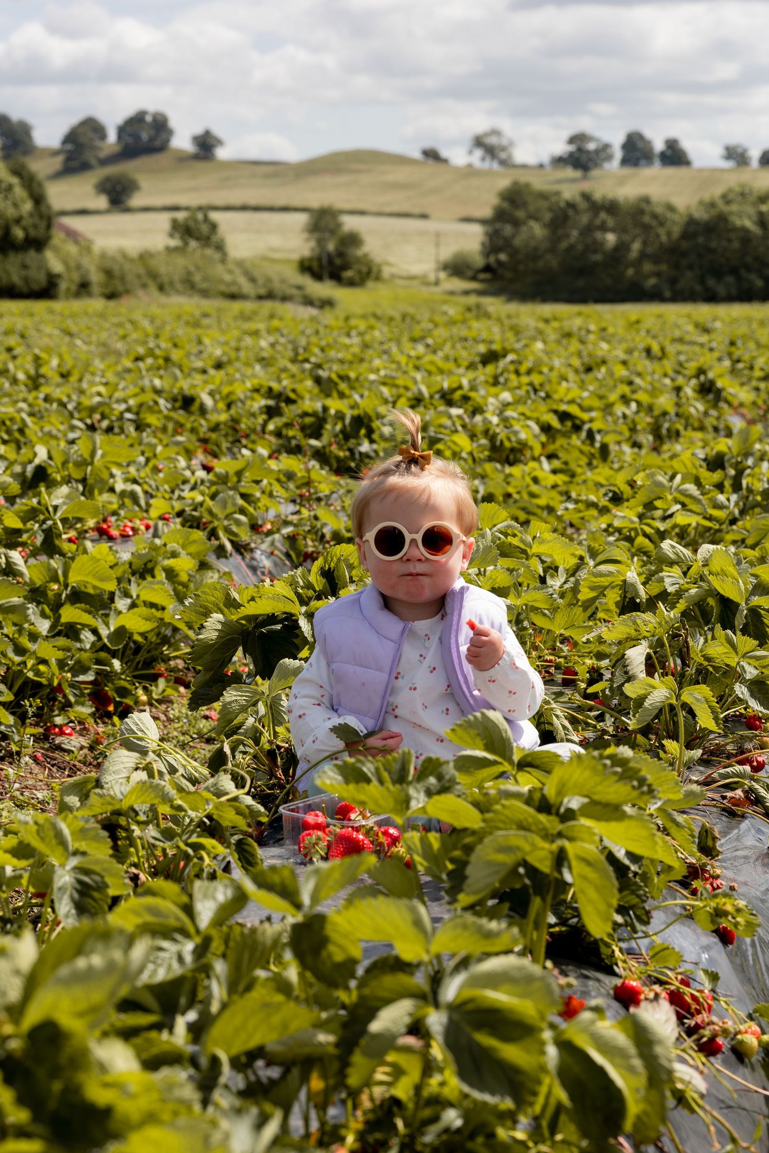 Baby girl with sunglasses sitting in the middle of a strawberry field. Natural, documentary photography.