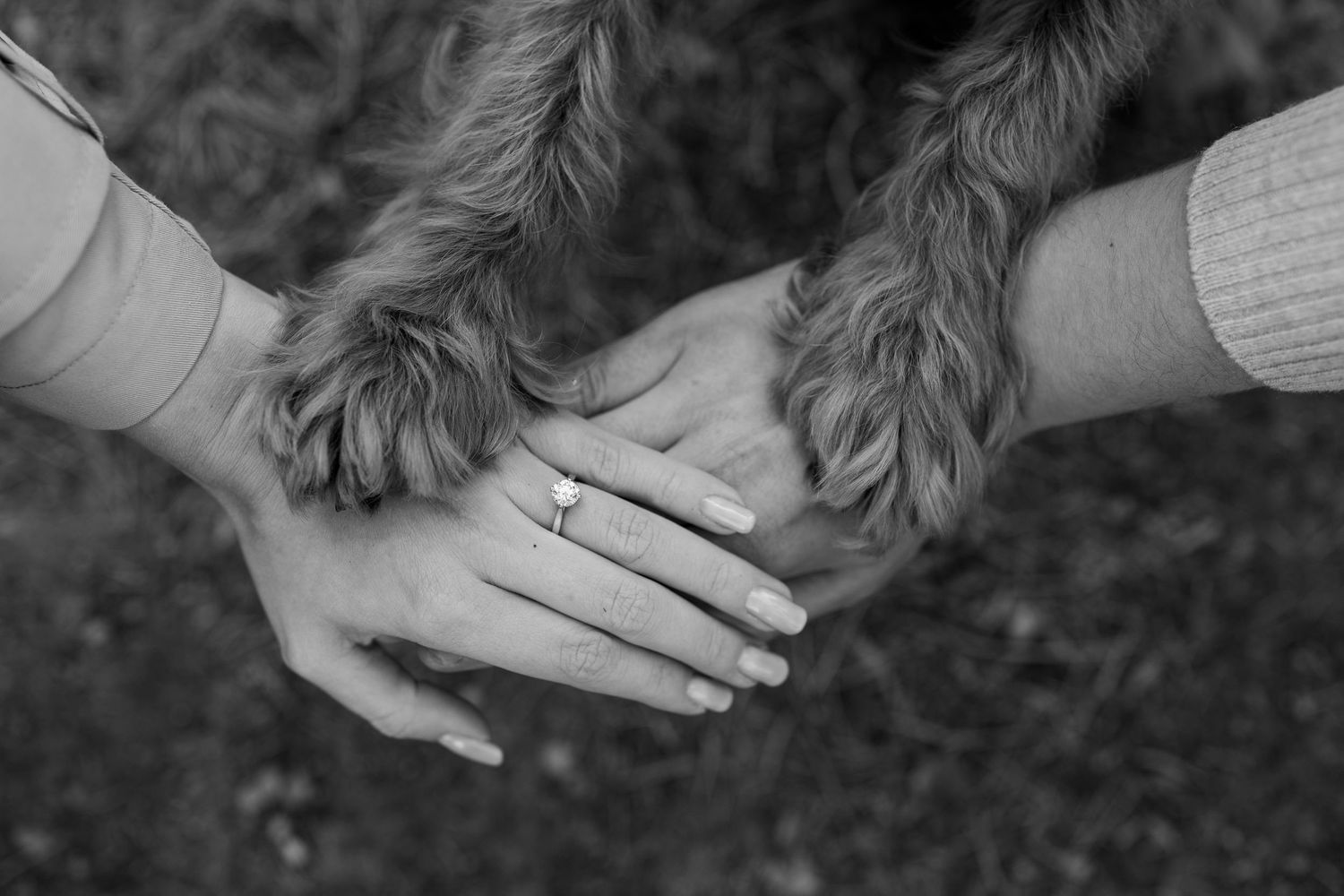 Close up of hands with two furry paws celebrating their engagement. Nottingham, Midlands.