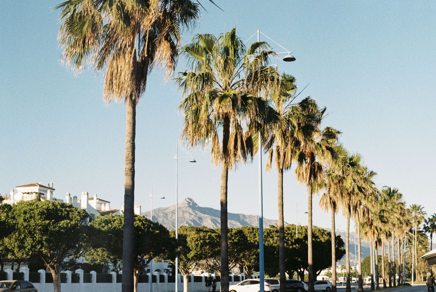 Palm trees in a row taken on 35mm film. Documentary style photography. Film photography.
