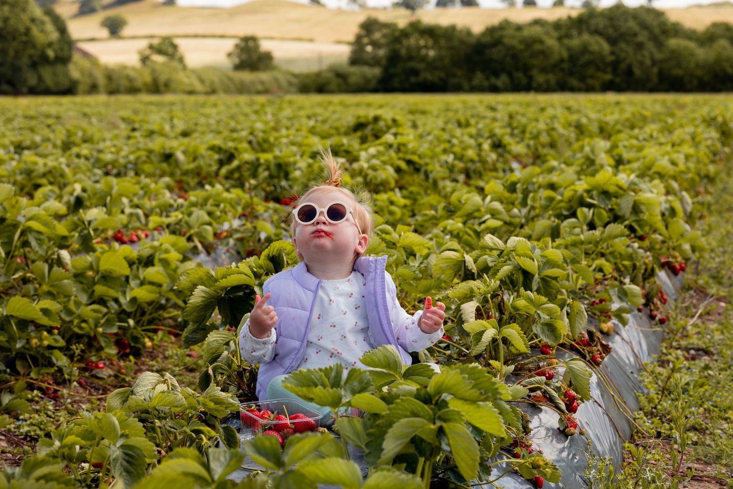 baby girl with sunglasses on sitting in the middle of the strawberry field with strawberry around her mouth. Natural documentary photography