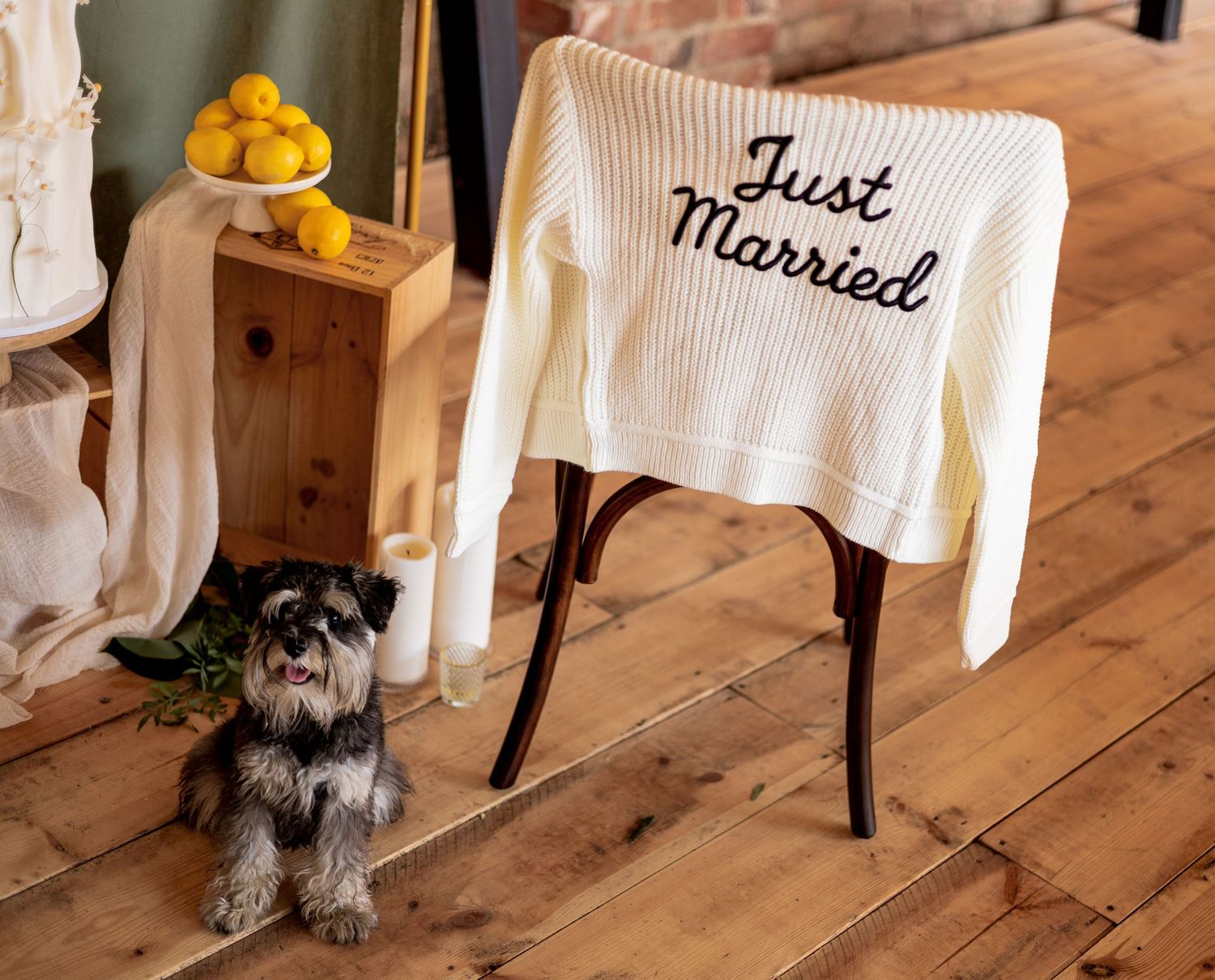 A just married cardigan with a furry friend captured before the ceremony