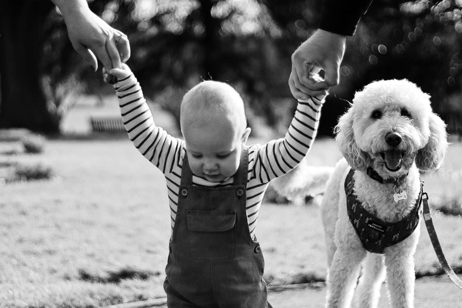 Mum and dads hands holding baby boy and their dog standing in the background. Family photo